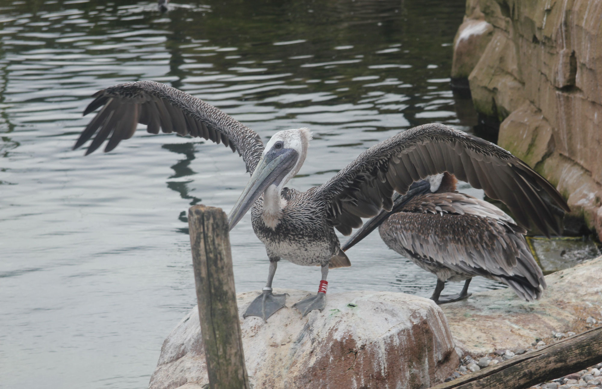 Die Tierwelt am Krakower See – Ein Paradies für Naturliebhaber