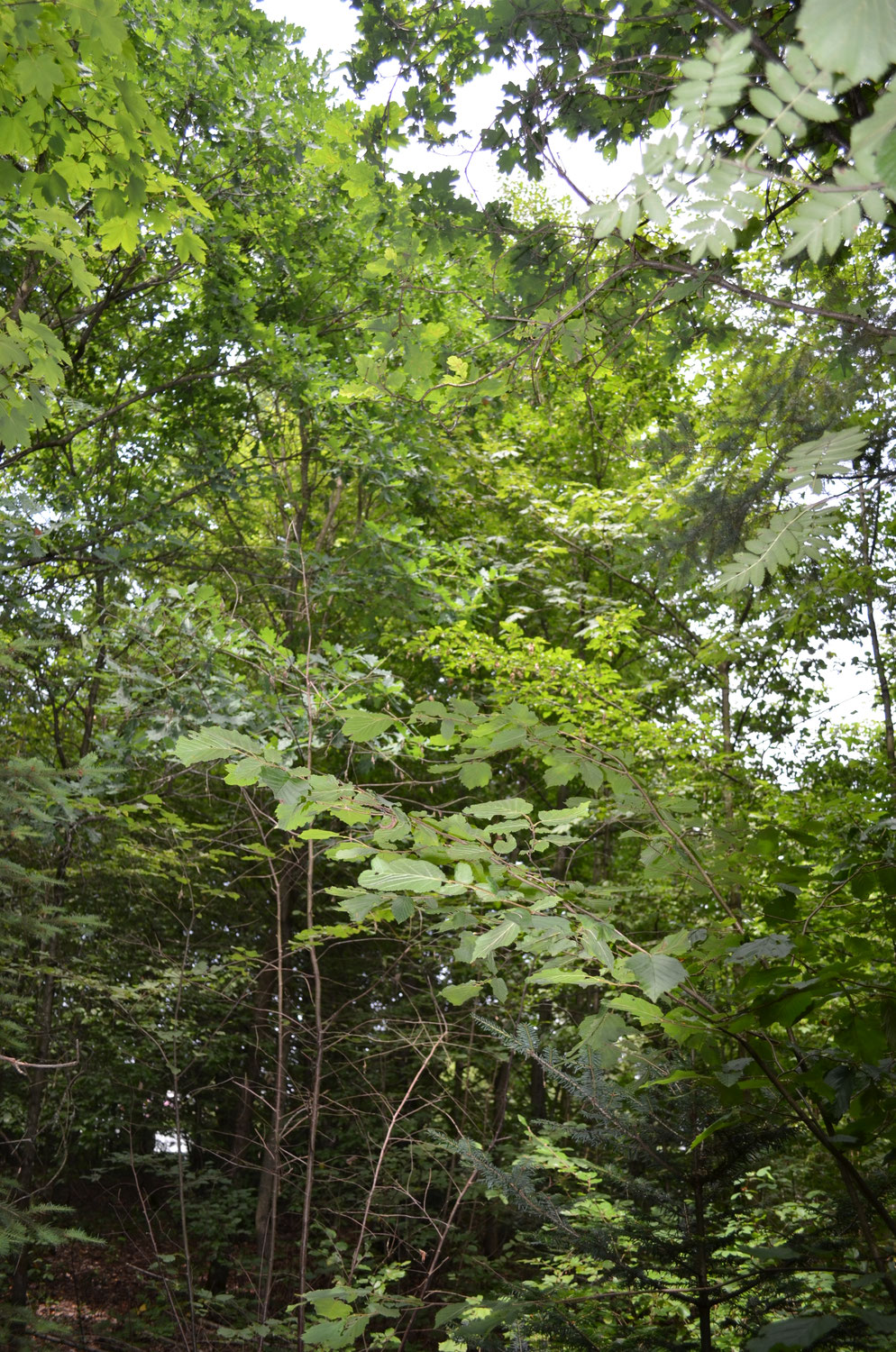 Download Zitat waldkindergarten Free