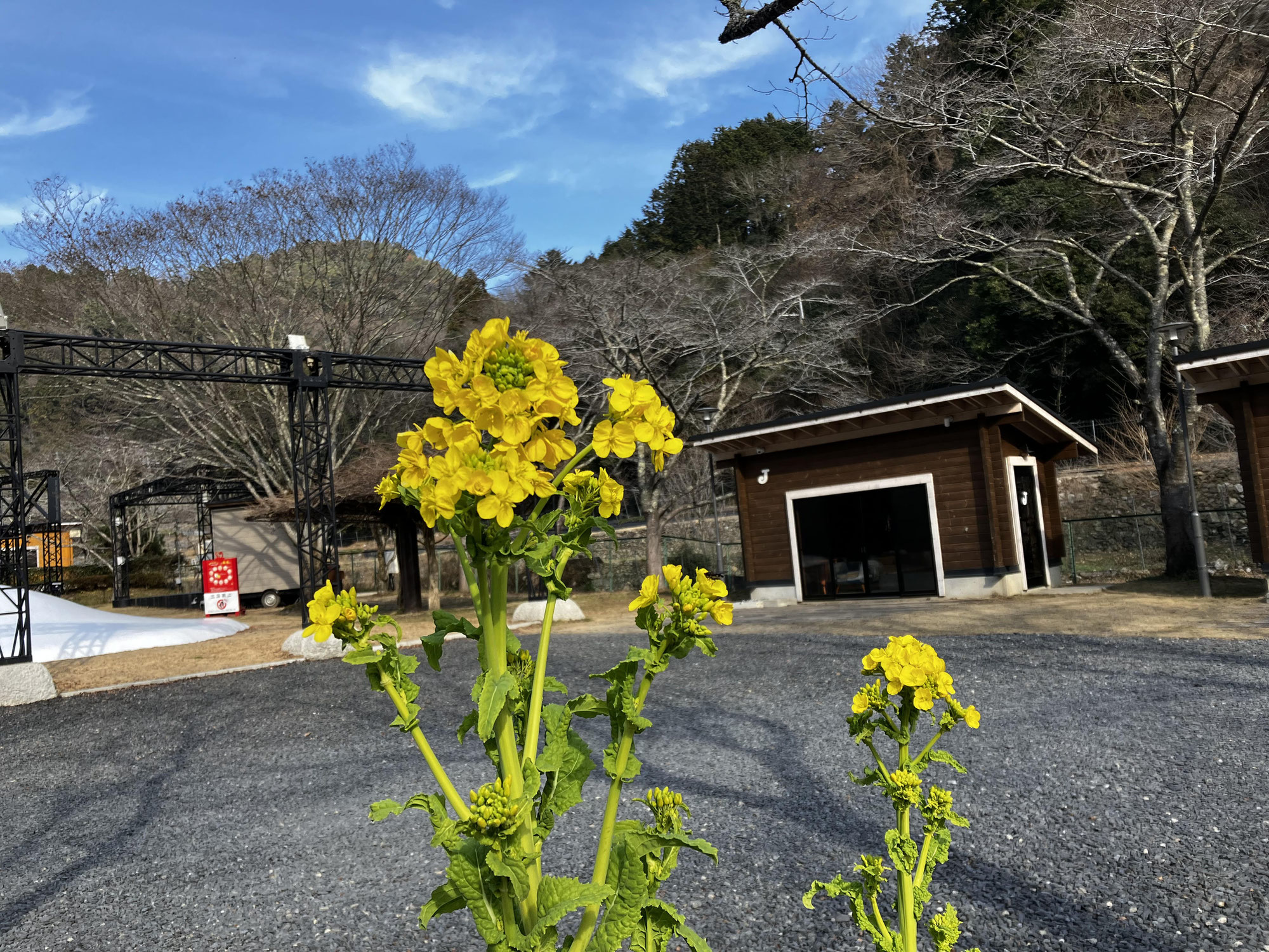 菜花日報