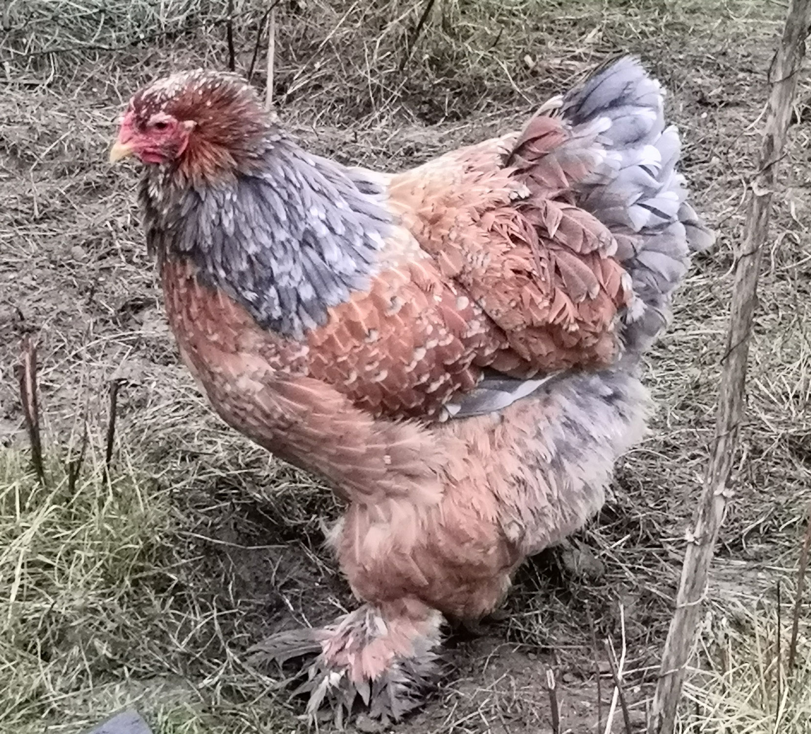 Hühner
