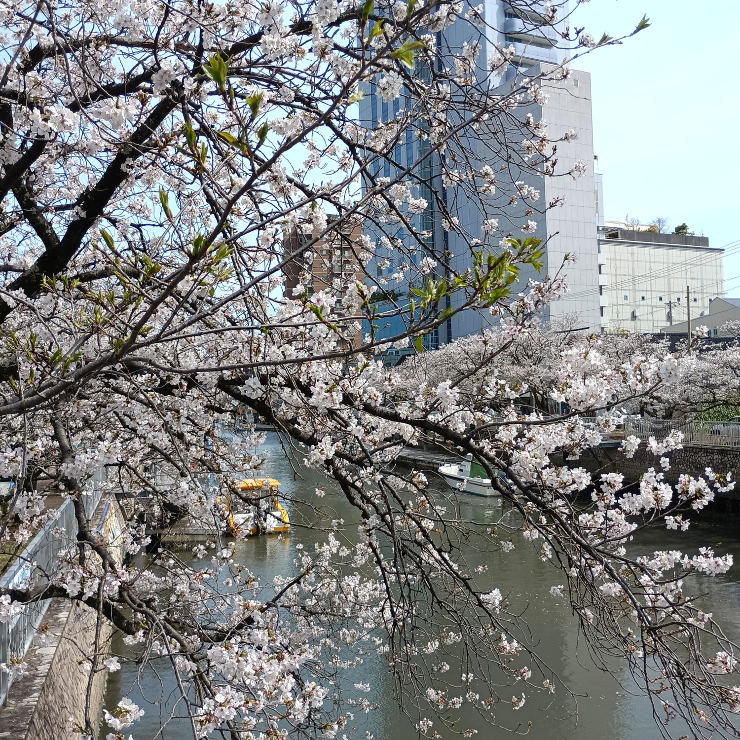 4月4日土曜日、天候は残念ながら不良～