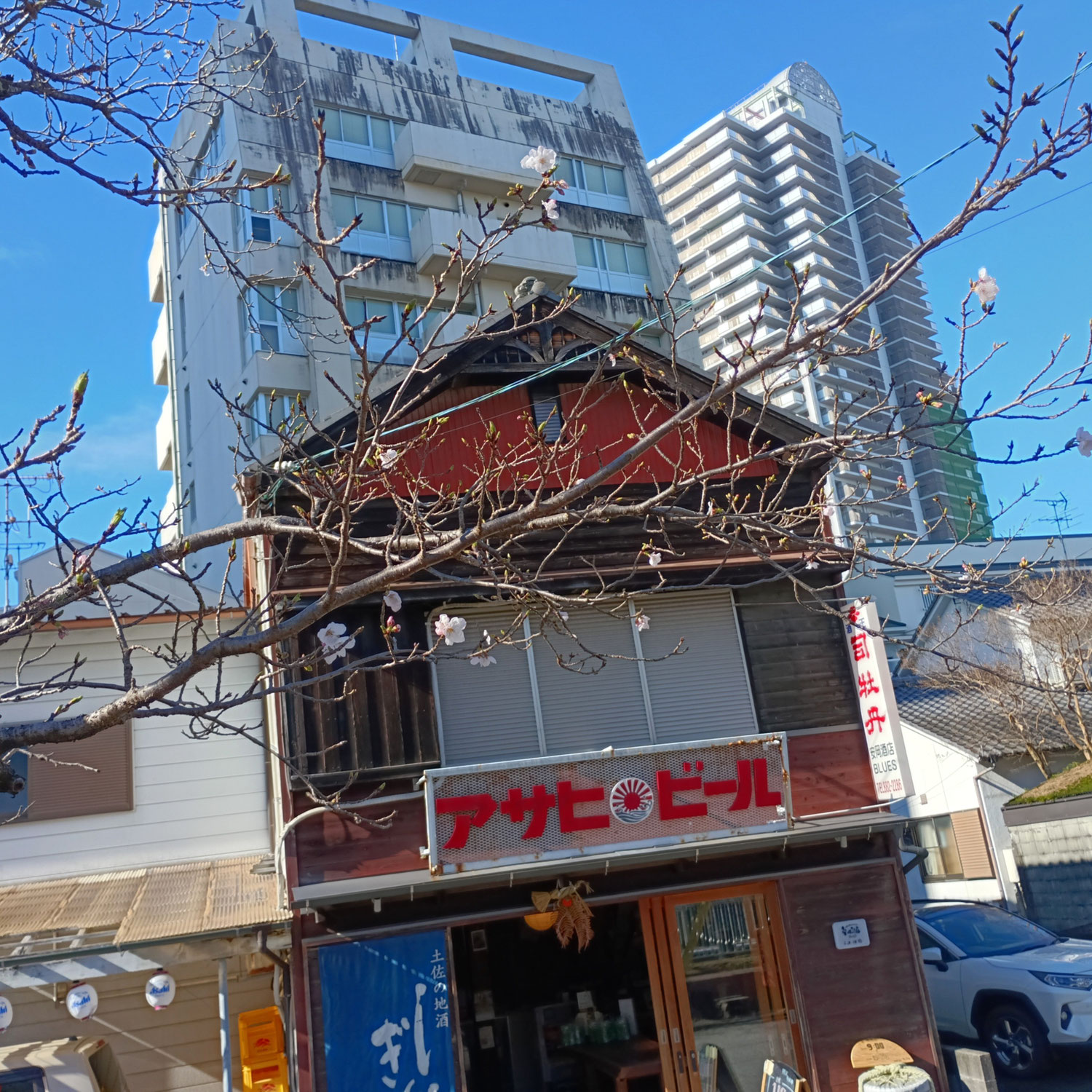 3月26日快晴、本日朝９時の桜の様子～