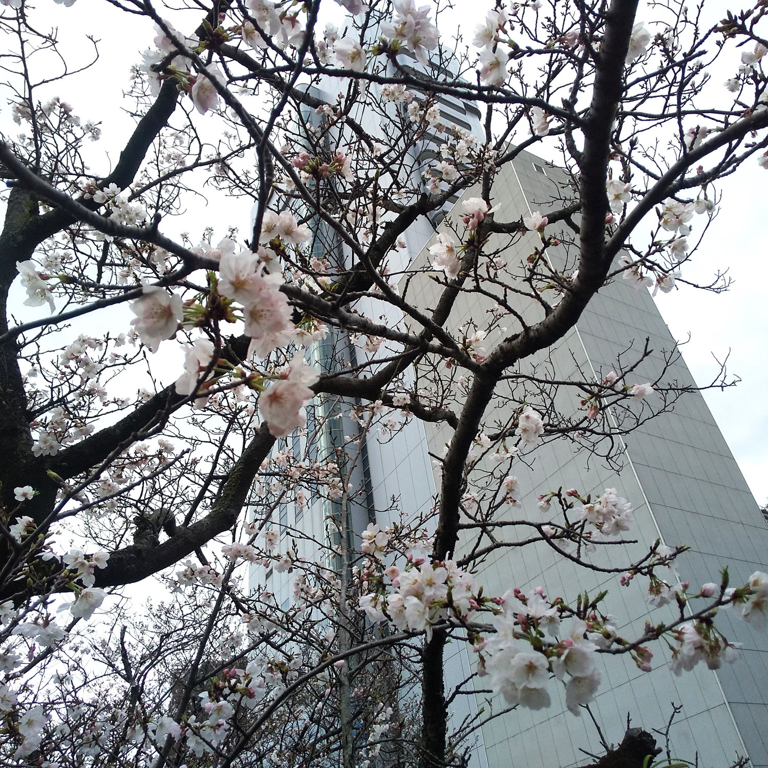 今日は曇りですが、桜は2～3分咲きとなりました・・。