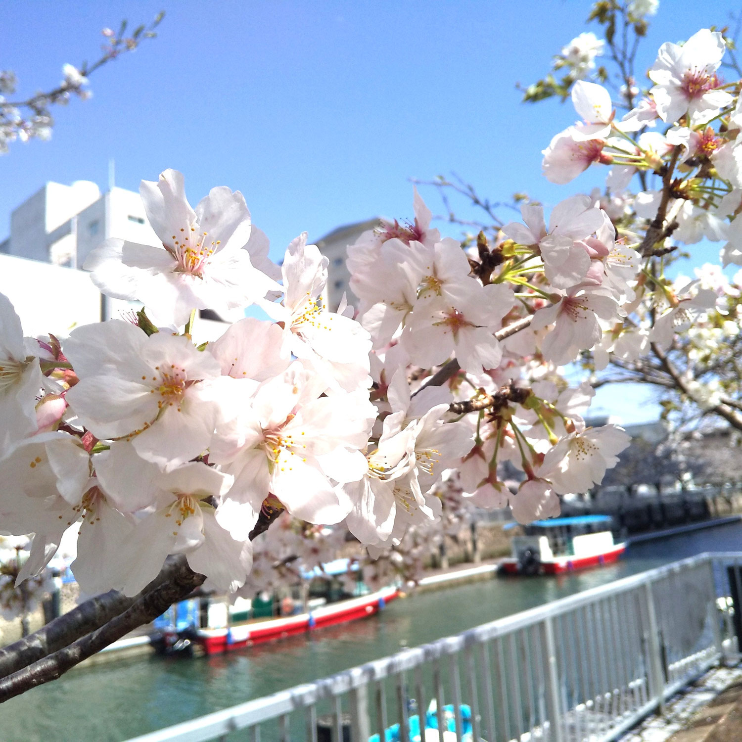 やっと桜も咲いてきました～本日の日曜日は夕方6時まで営業します～