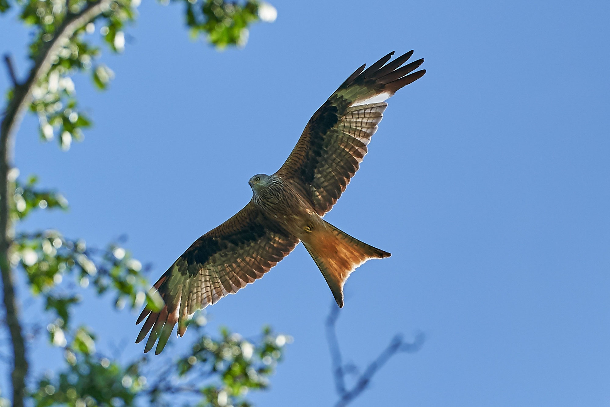 Der Rotmilan (Milvus milvus)