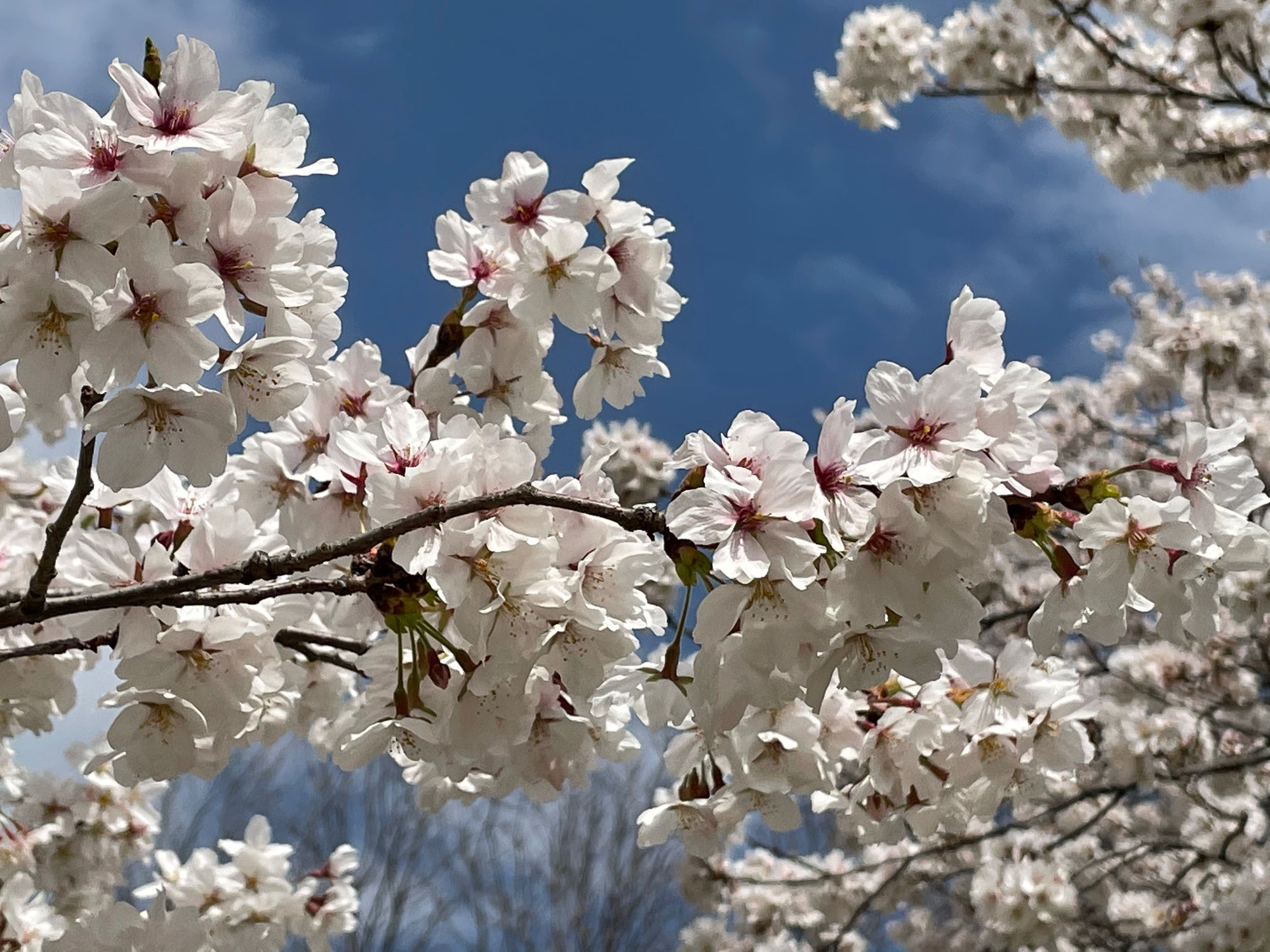 信州花の季節