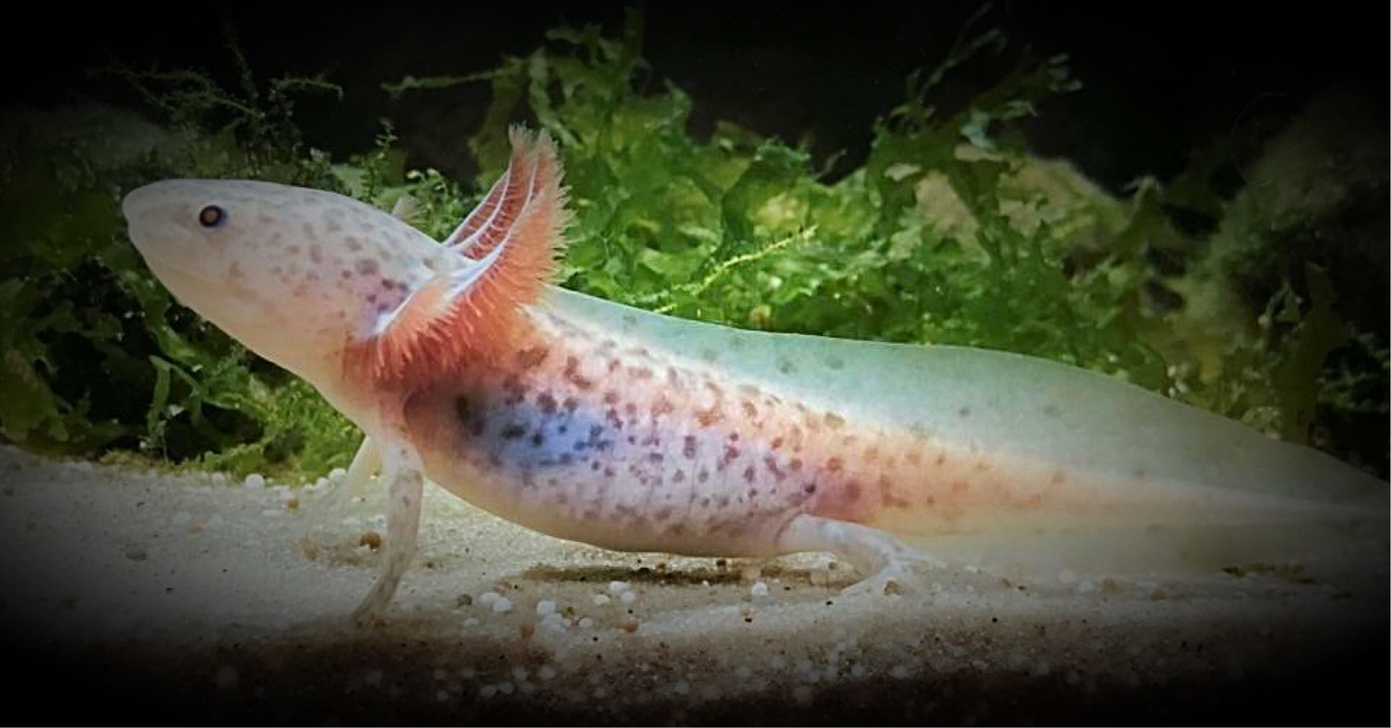 Ambystoma Dumerilii mickisaxolotlwelts Webseite!