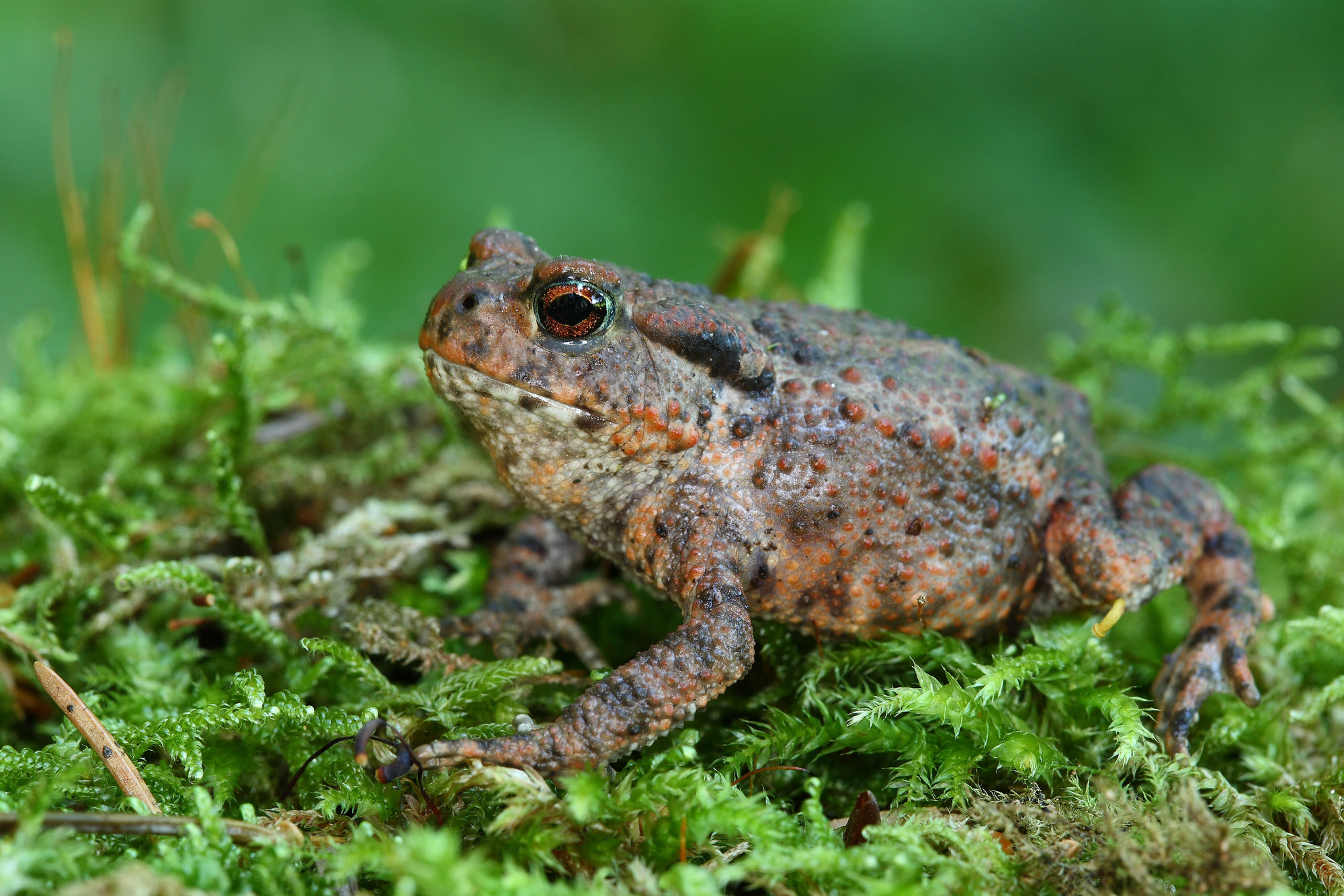 Amphibien