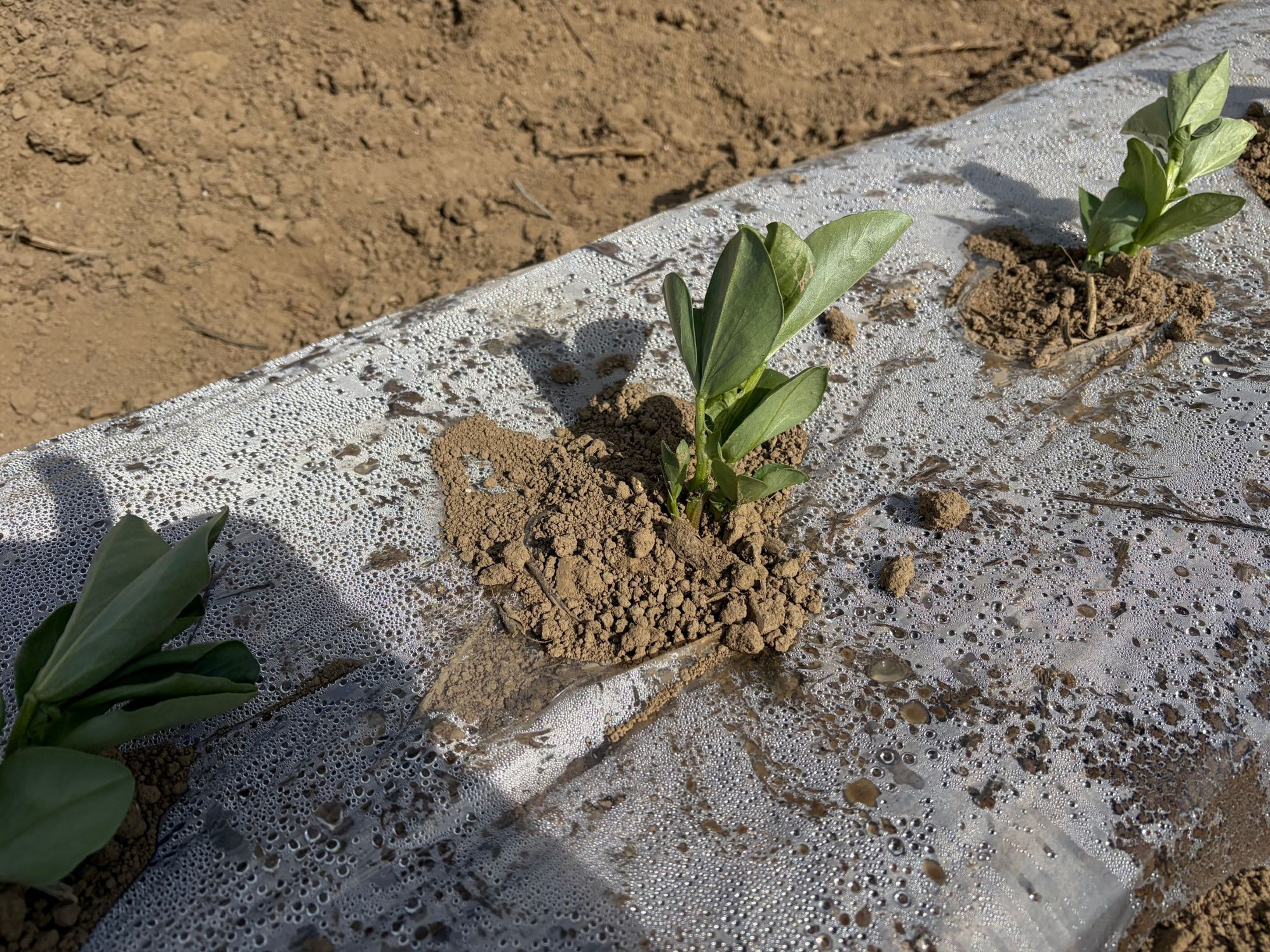 そら豆の定植を行いました！