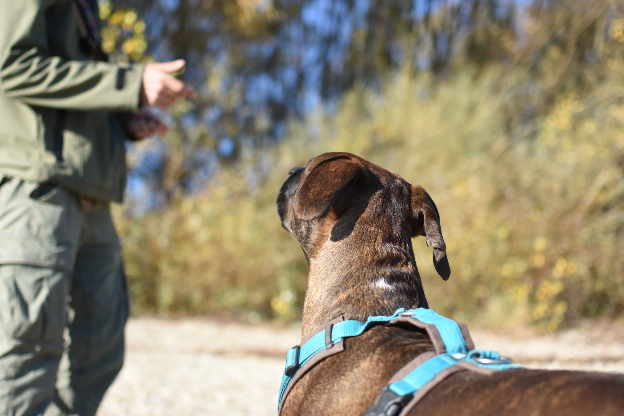 Wie finde ich den perfekten Hundetrainer für mich?