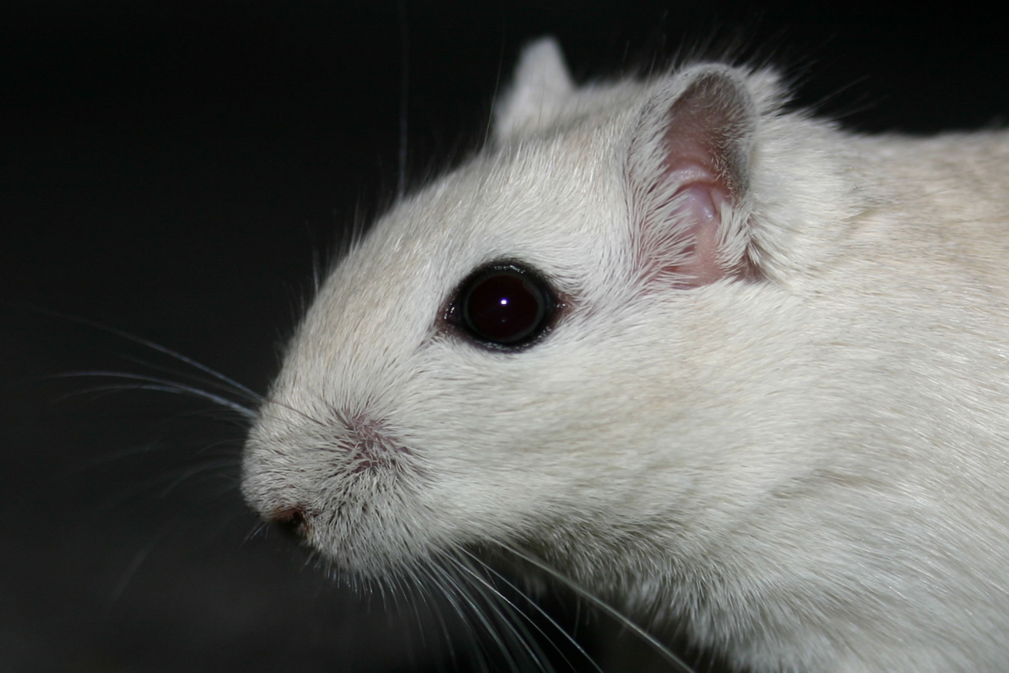 Der Unterschied zwischen Gerbil & Jird