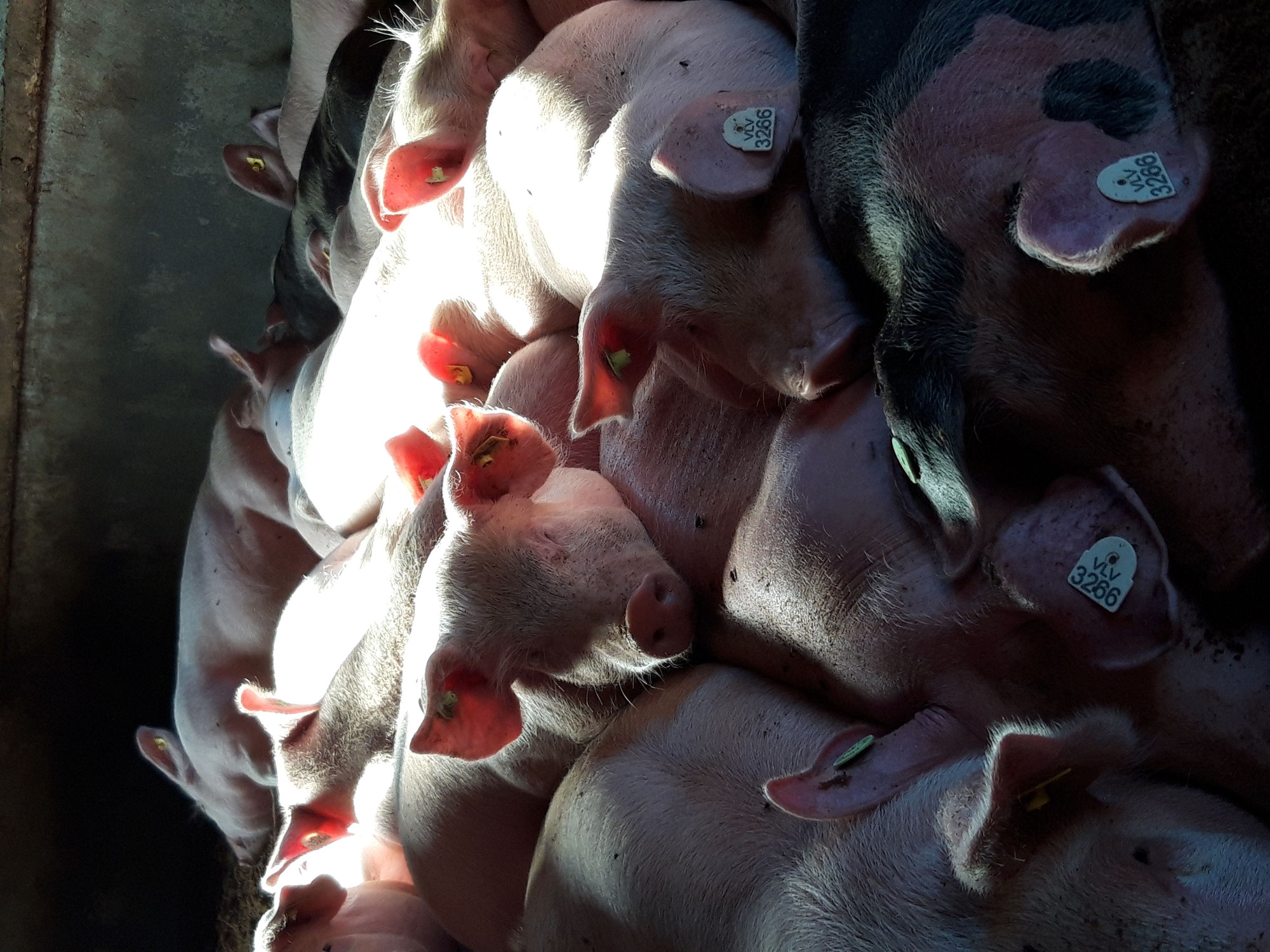 Alpschweine auf der Alpe Untere Falz