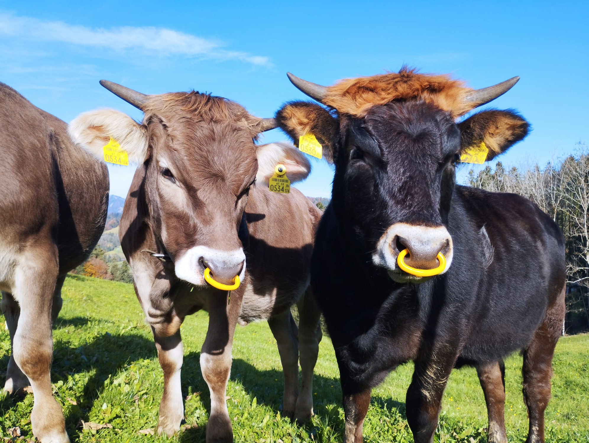 Well MUH Rindfleisch Spezialitäten