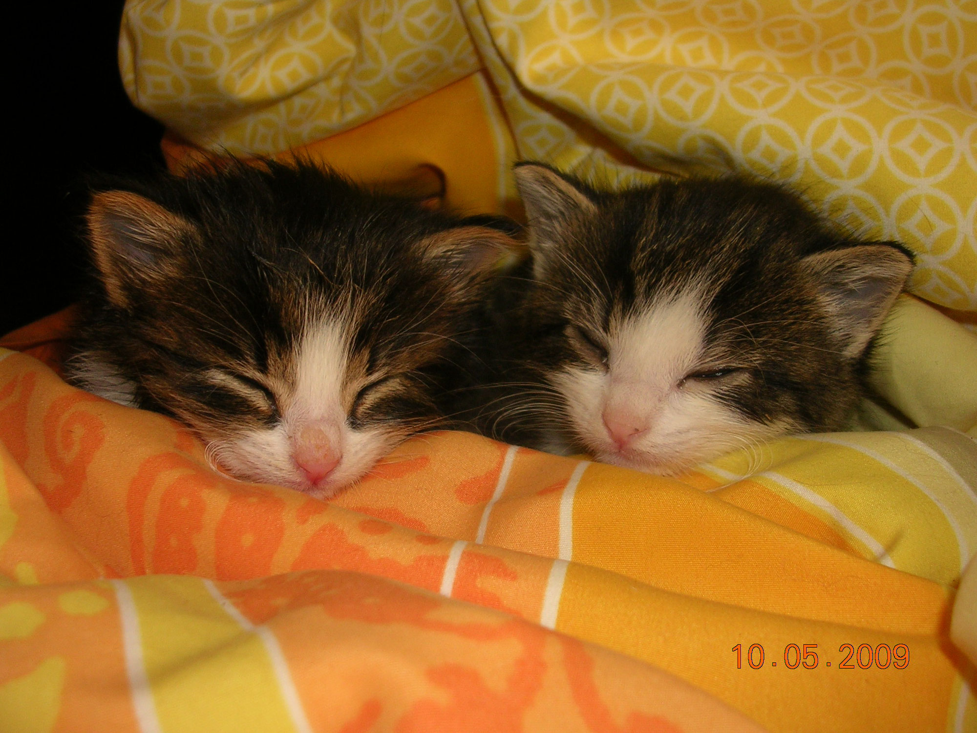 Katzenvermittlung Tierschutzverein Friedberg Hochzoll