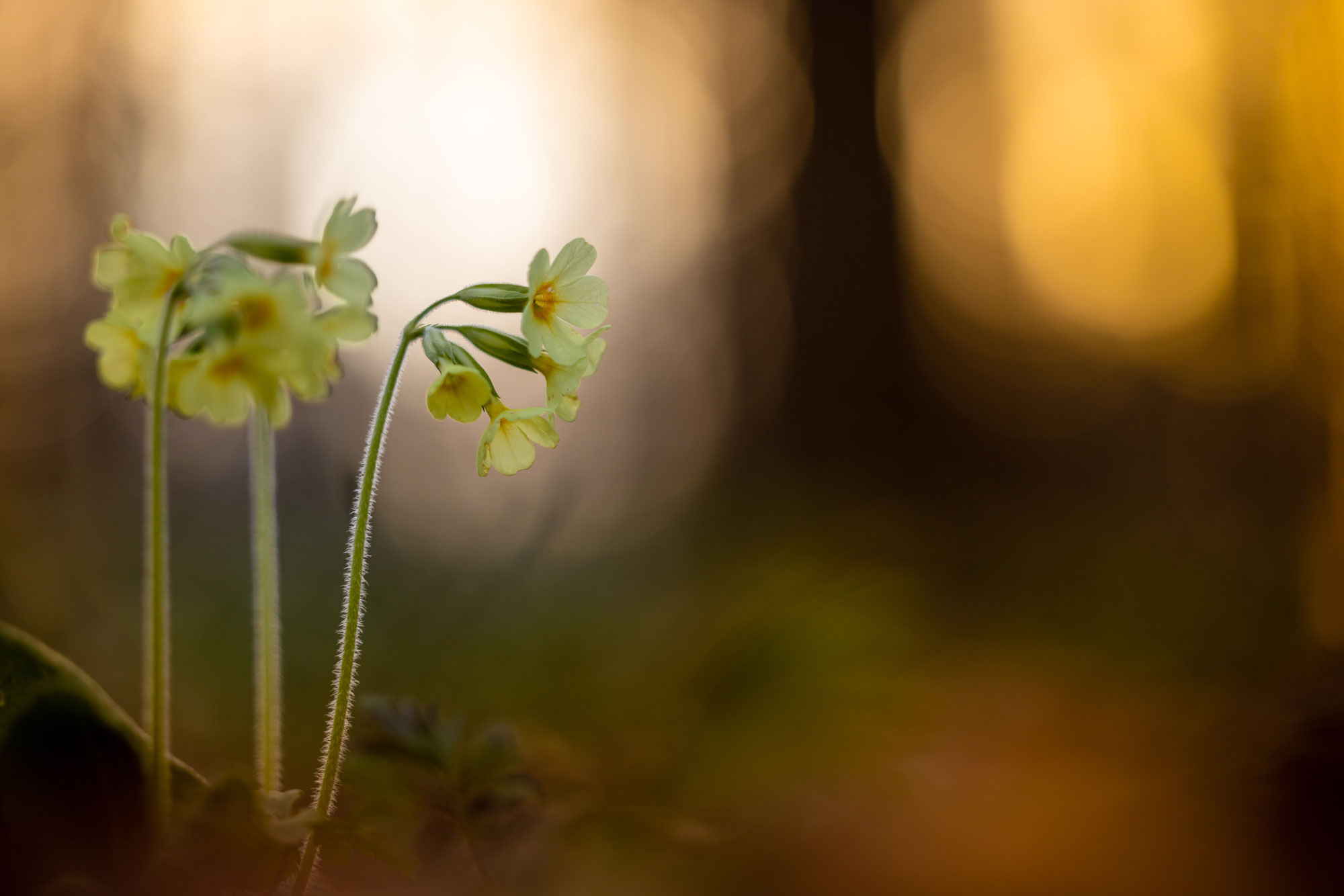 Le sacre du printemps