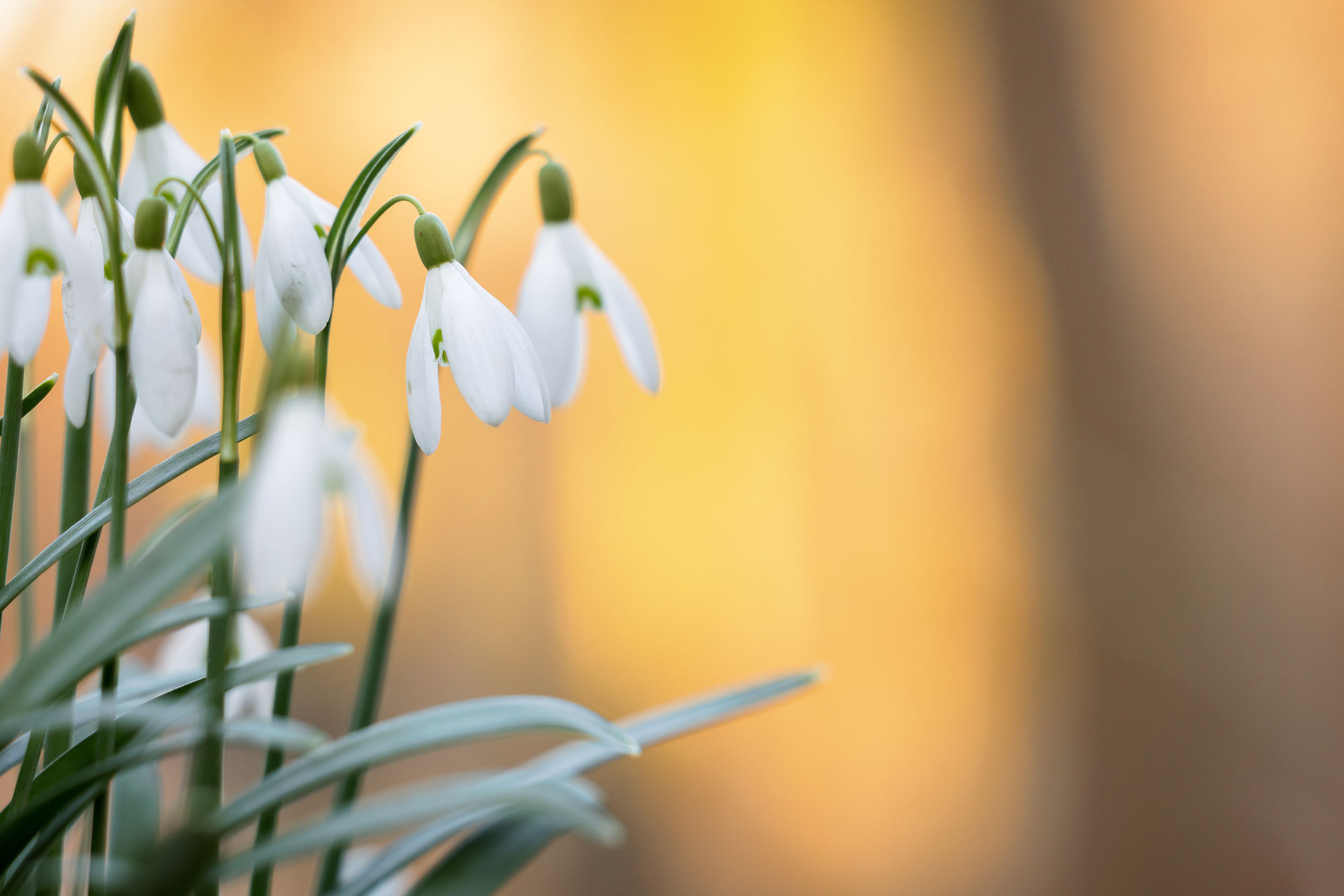 Frühlingserwachen - Spring awakening