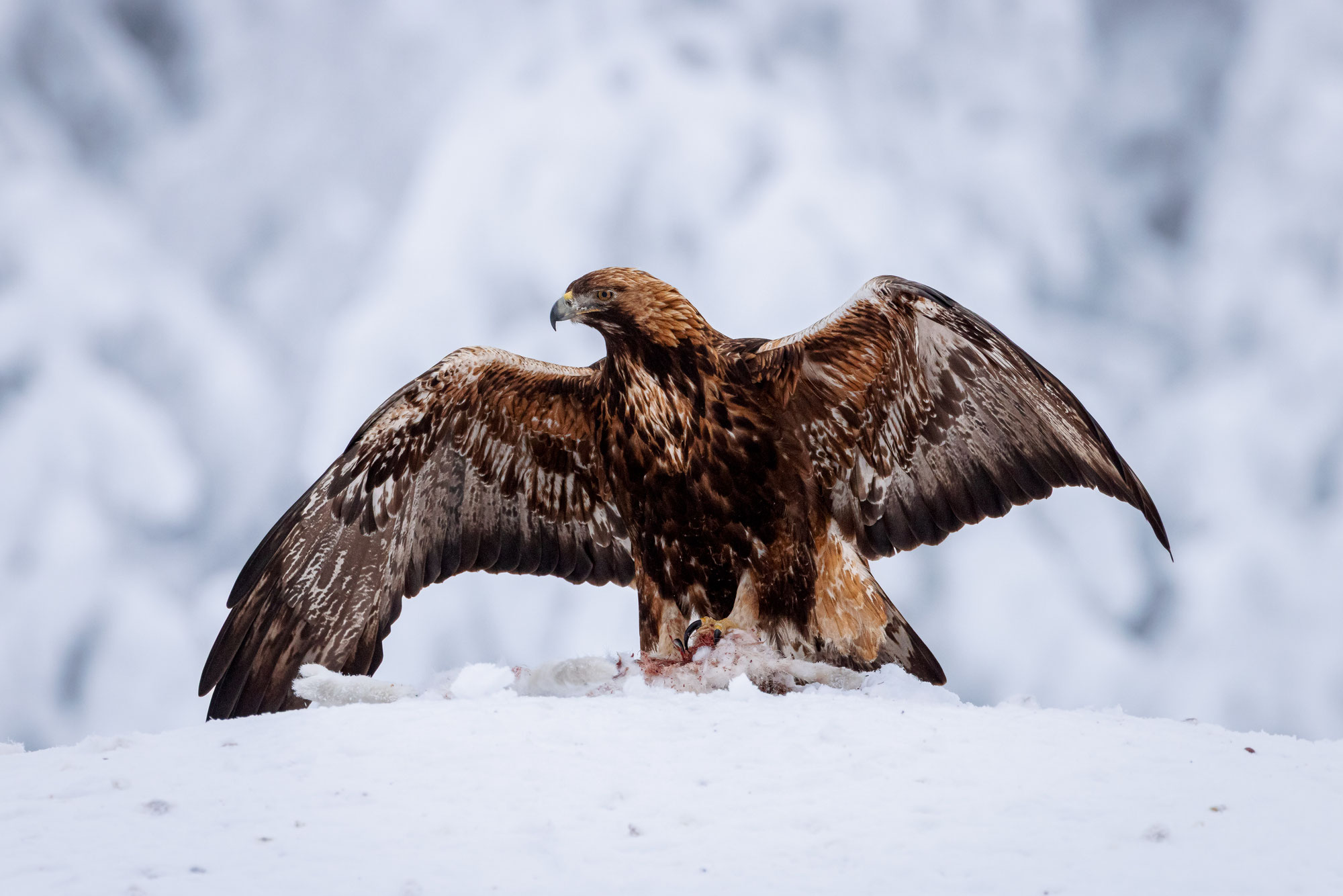 Steinadler in Finnland. Und im Winter - Golden eagle in Finnland. And in the winter