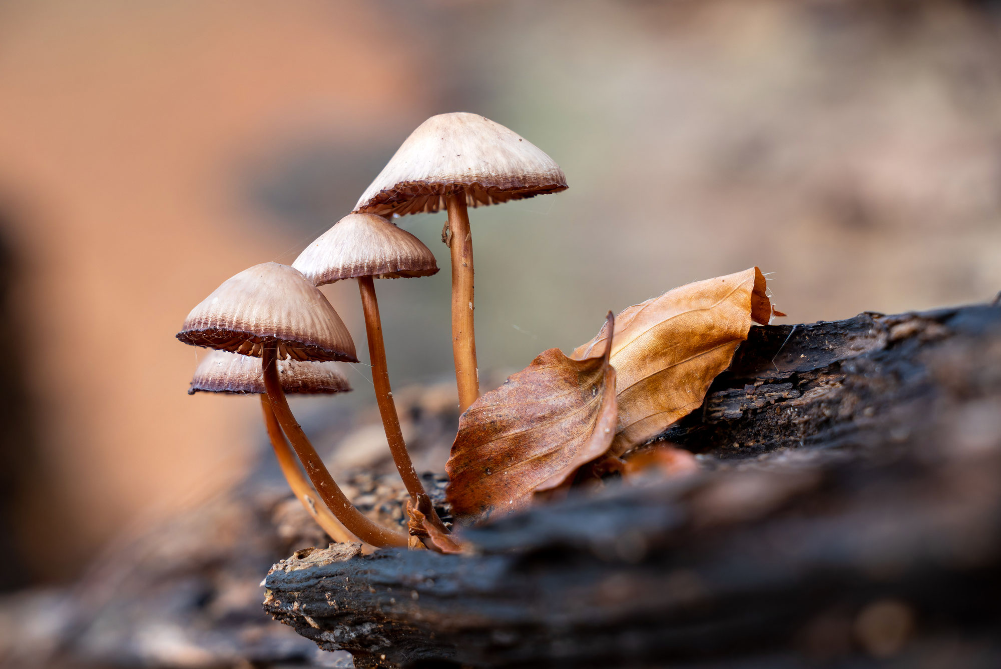 Geradewegs zu den Pilzen - A short cut to mushrooms