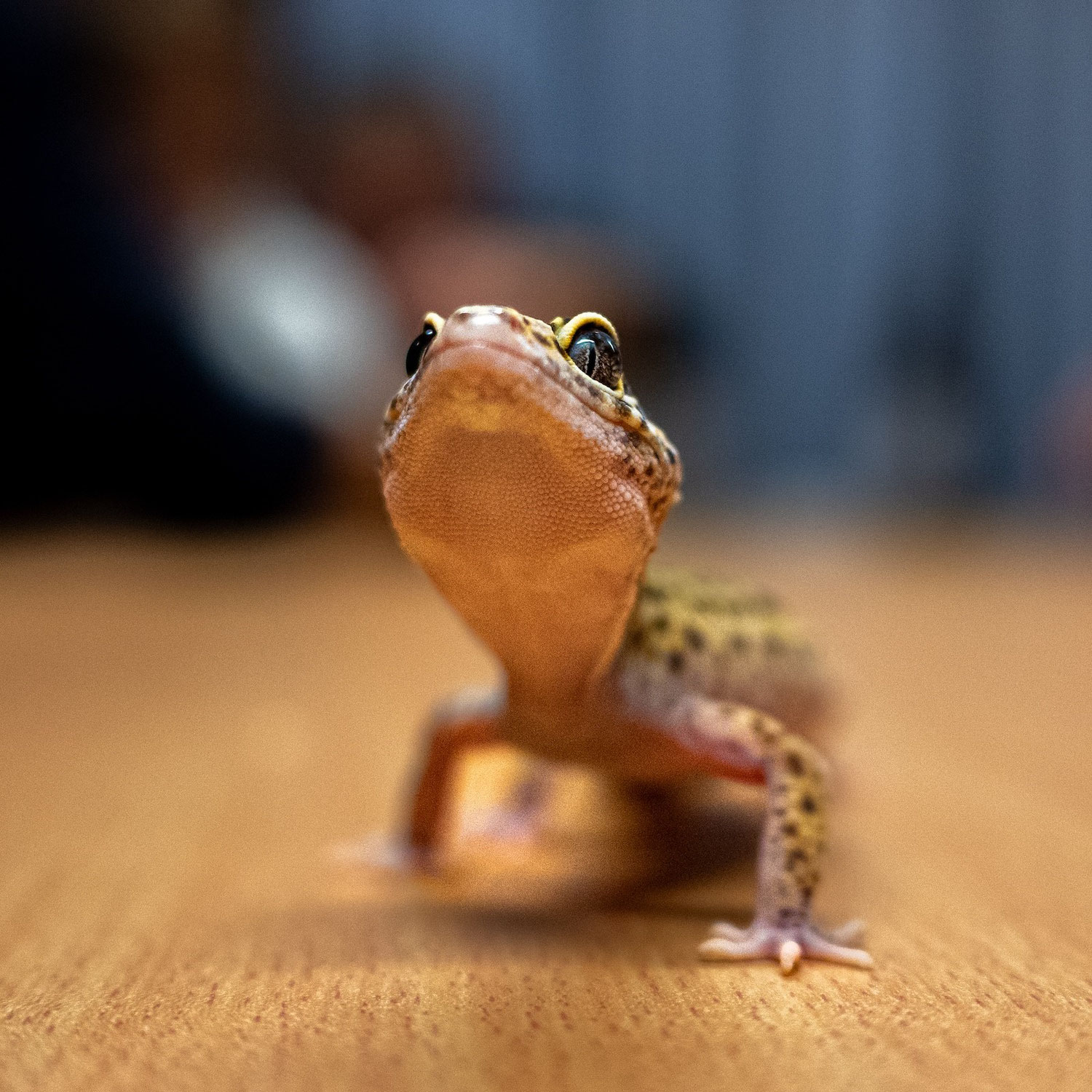 Schulung zur heimischen Tierwelt: FF Lenzing übt den Umgang mit Reptilien