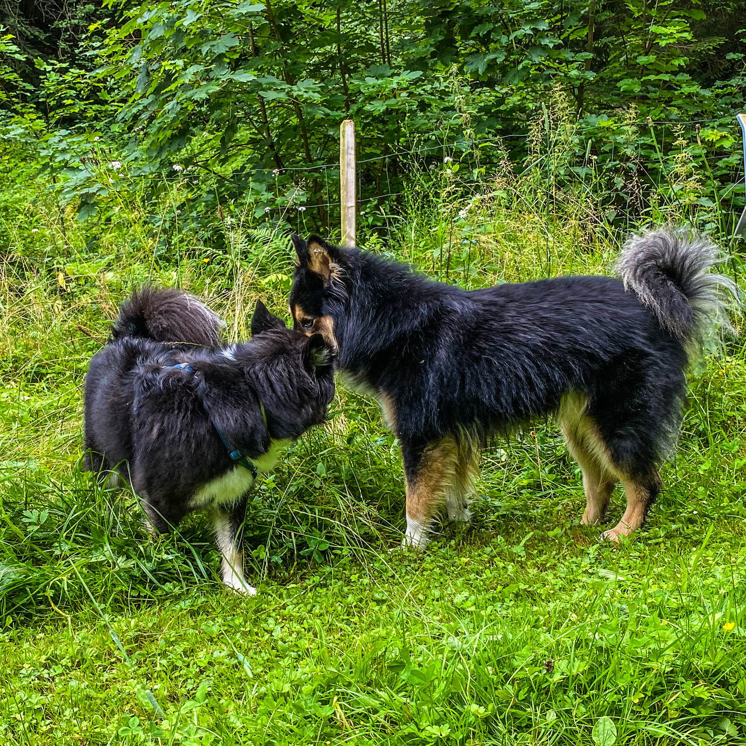 Wir erwarten Welpen!!!