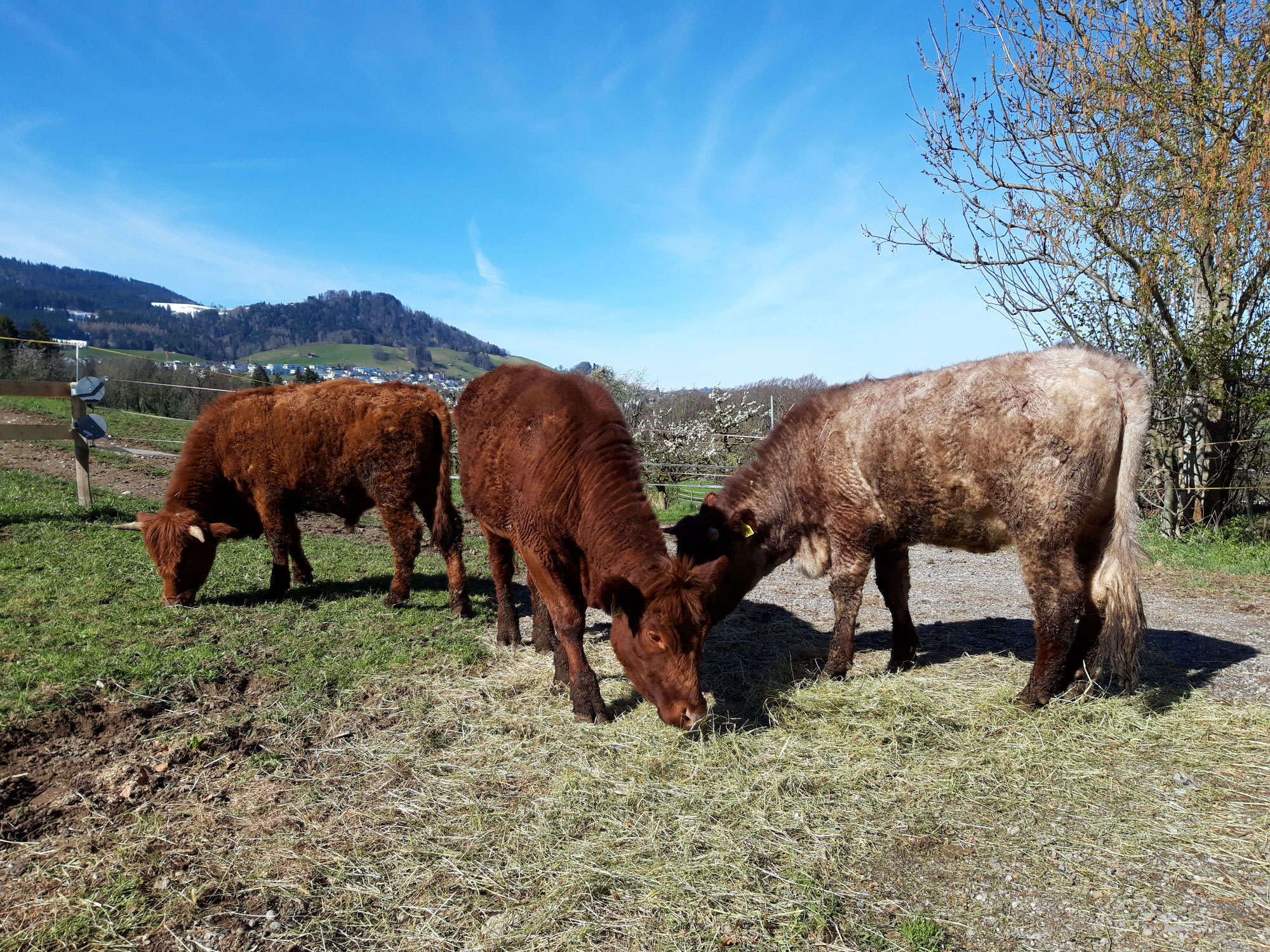 Weidetötung auf dem Puurähof Vorderstoss