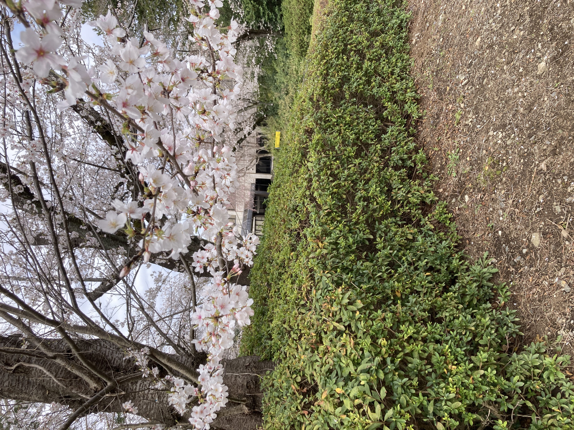 桜満開！