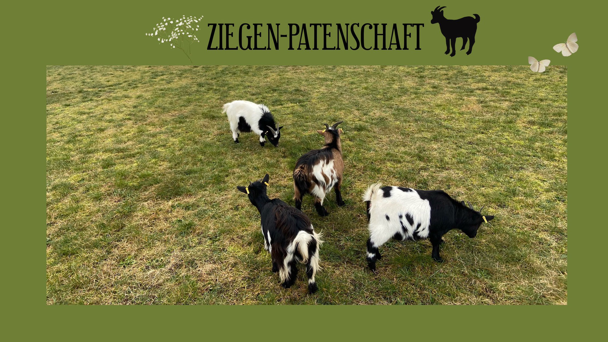 Ziegen-Patenschaft