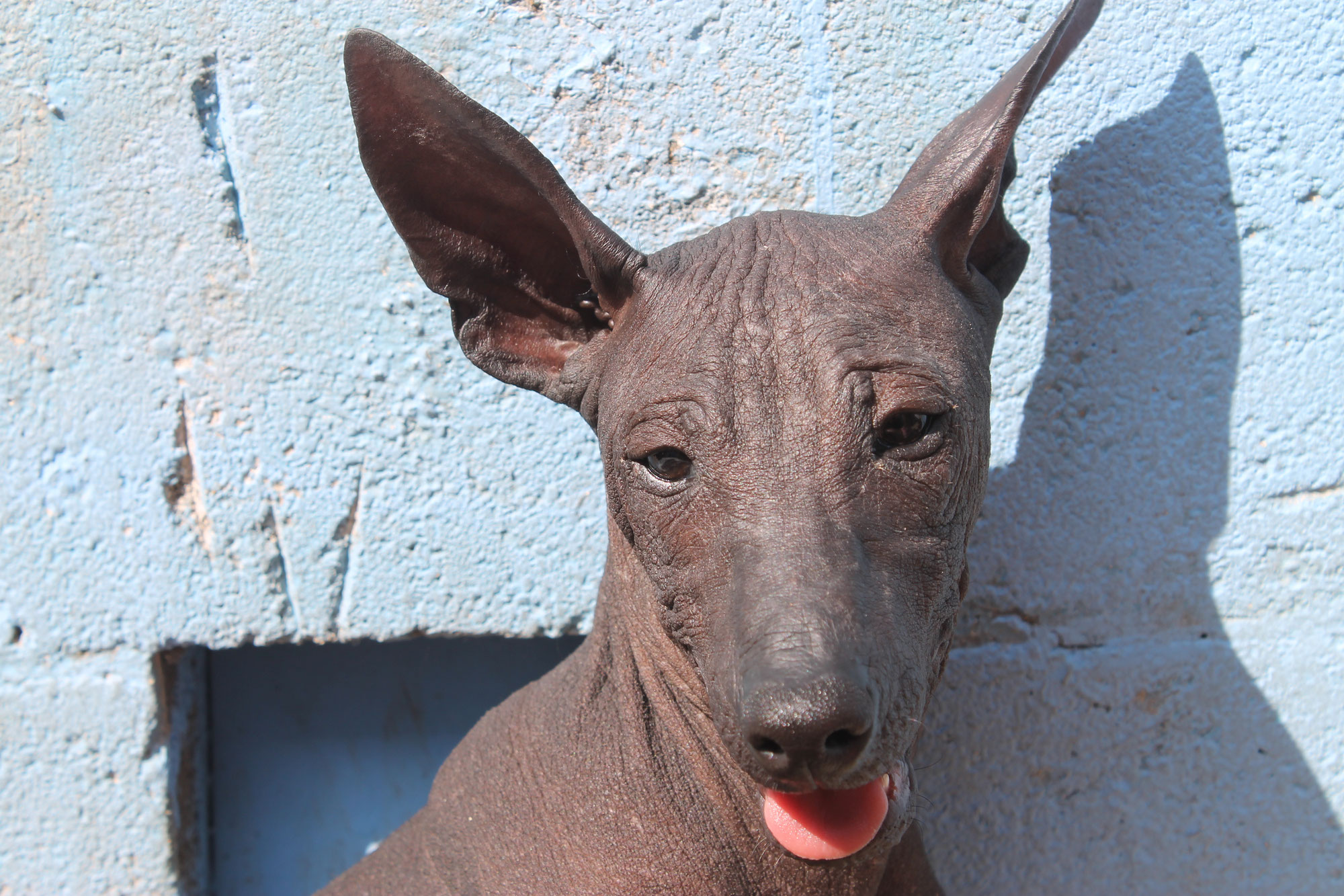 Cerecita, la xoloitzcuintle, da a luz a una camada de xolos sin pelo: Miel, Bonita, Tamarindo y Totopo