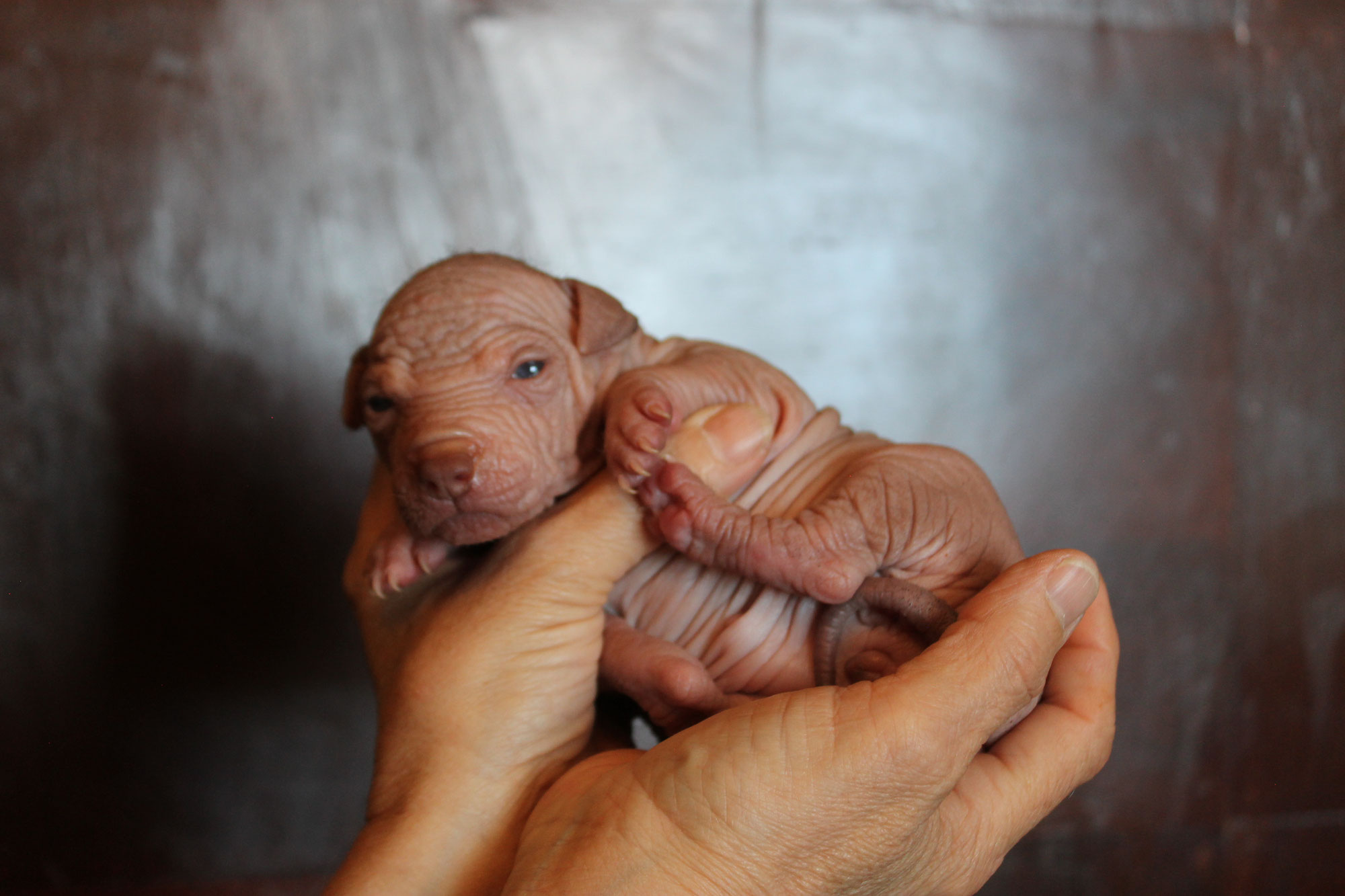 ¡Una Visión al Mundo: Las Xoloitzcuintles Caeli e Ixchel Abren sus Ojos en el Criadero Xoloitzcuintle!