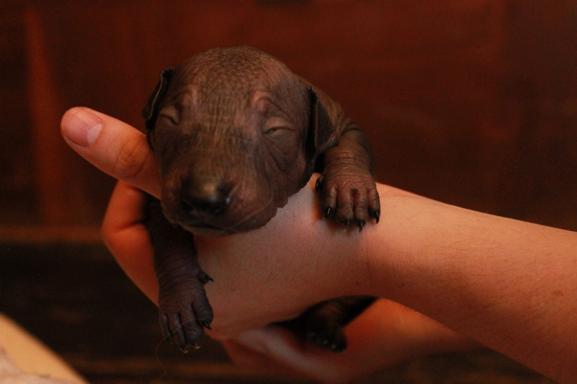 Xoloitzcuintle y el perro prehispánico. Xolos Ramirez