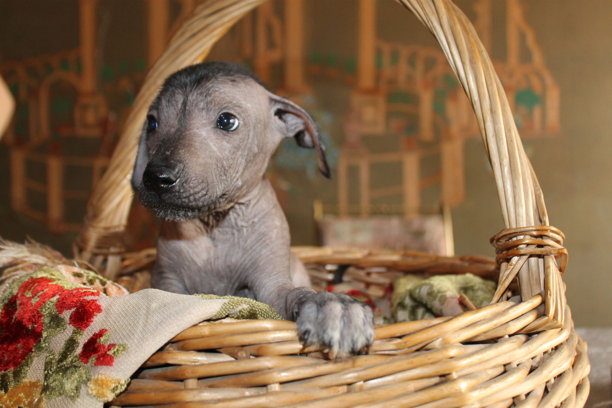 La Emotiva Entrega de Xunah Ramirez: Una Xoloitzcuintle que une corazones | Xolos Ramirez