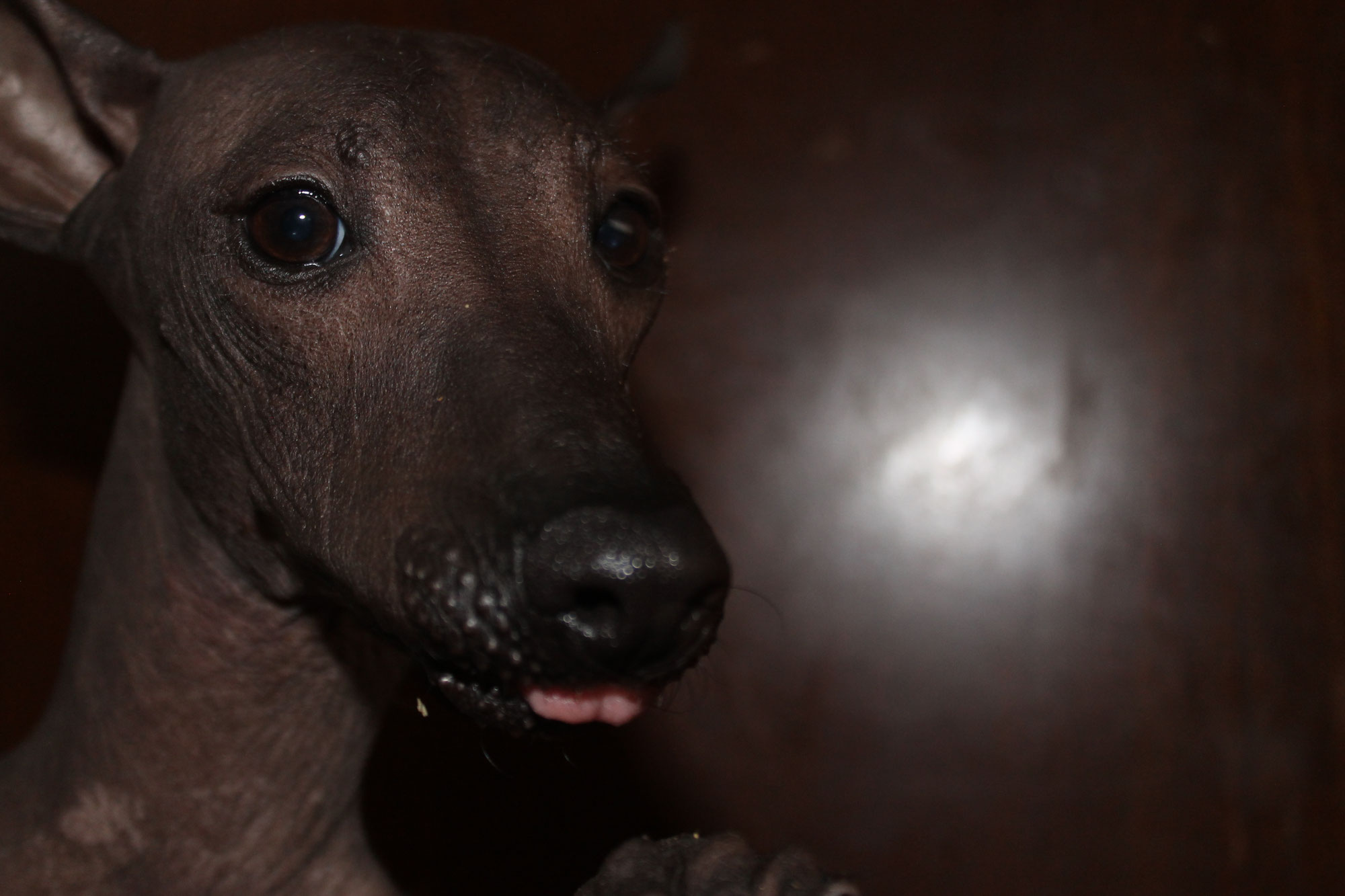 Uncovering the Unique Personality of the Xoloitzcuintle Breed | Xolos Ramirez