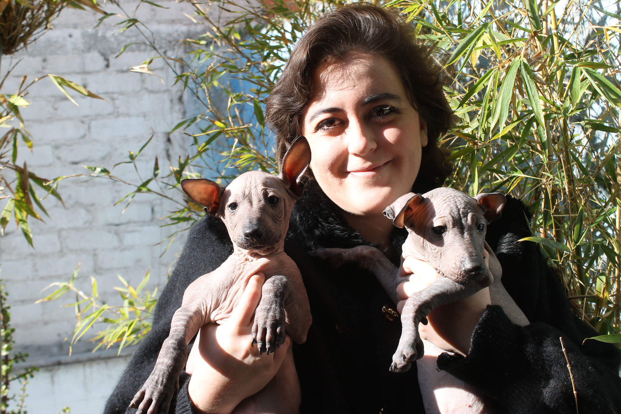 Registro exitoso de los Xoloitzcuintle Chamoy y Sabino en la Federación Canofila Mexicana | Xolos Ramirez