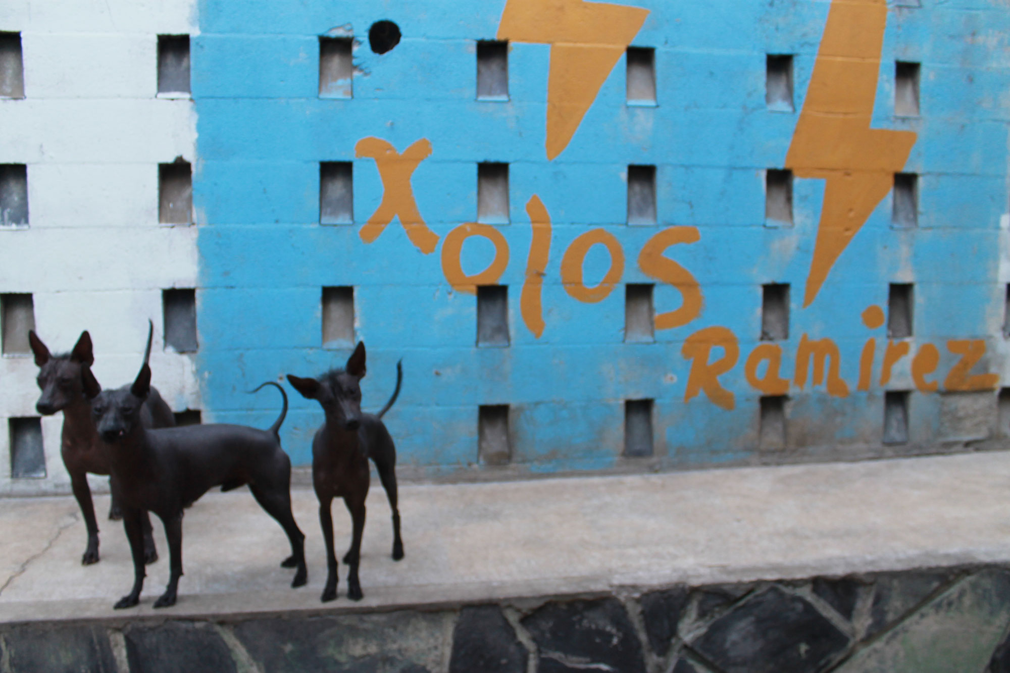 Xolotl: The Aztec Dog God of Darkness and Transformation