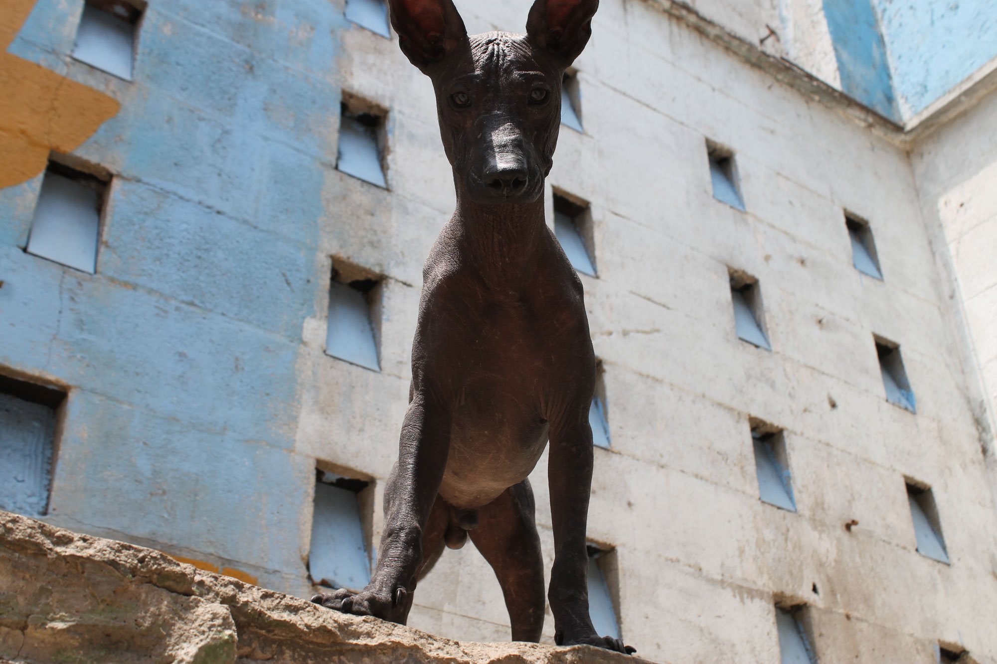 Descubre la calidad superior de los xoloitzcuintles criados por Xolos Ramírez: el video en vivo de Pitágoras Ramírez