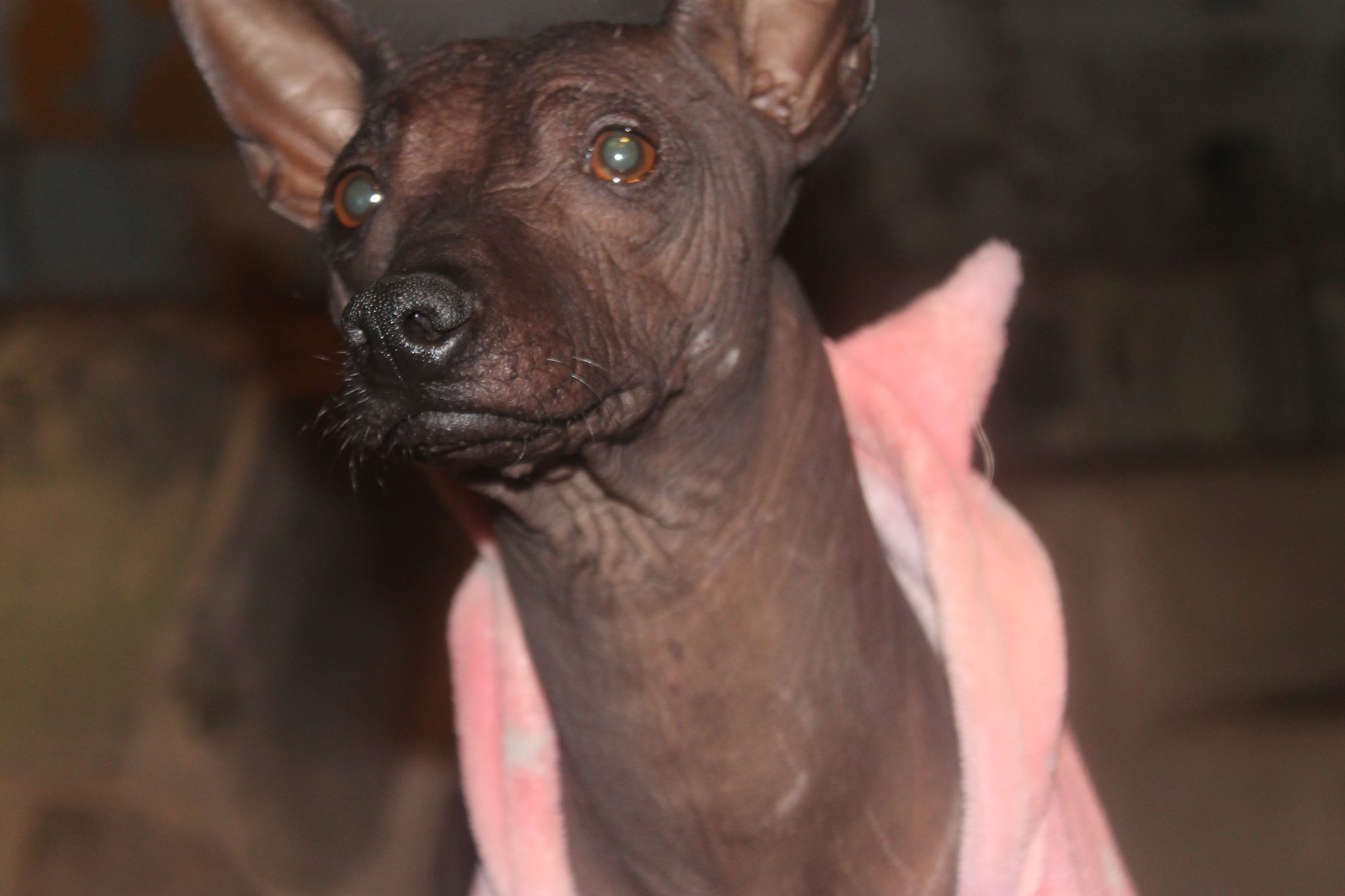 The Role of Xoloitzcuintles in the Day of the Dead Celebration | Xolos Ramirez