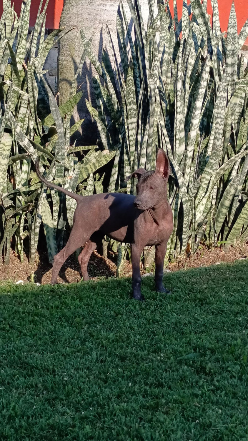 Cómo Enseñar a Nadar a un Perro Xoloitzcuintle: Una Guía Paso a Paso