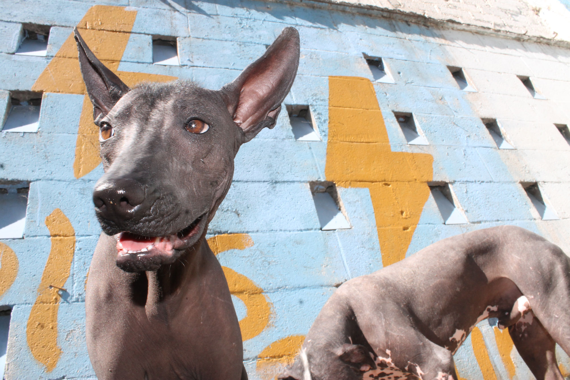 Raising a Well-Trained Xoloitzcuintle: A Step-by-Step Guide | Xolos Ramirez