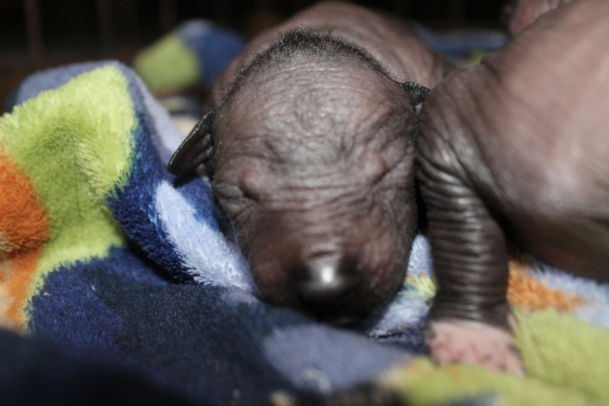 Conoce a Tamarindo, Totopo, Miel y Bonita: los nuevos cachorros Xoloitzcuintles de Cerecita