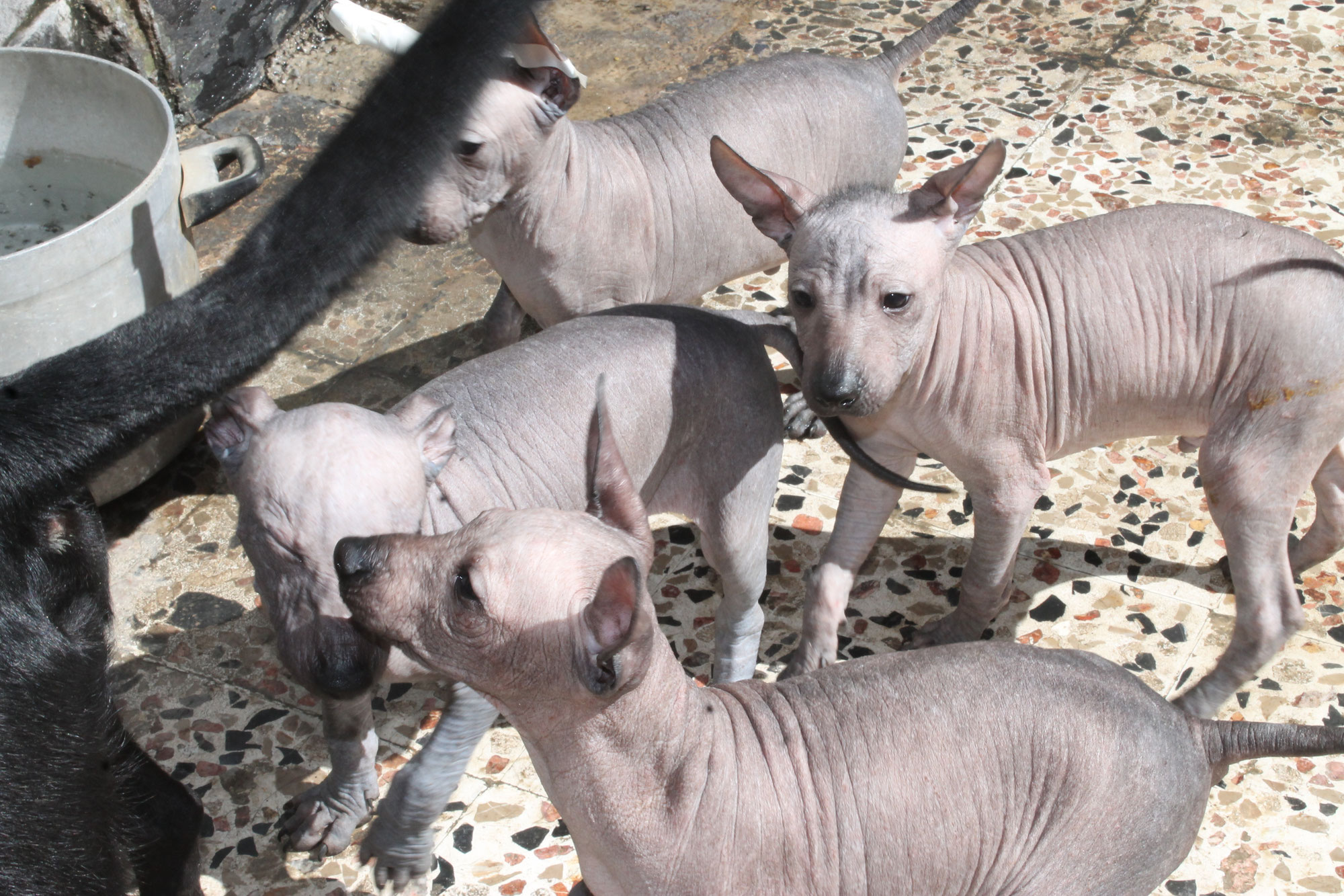 La importancia de la convivencia temprana en la socialización de los cachorros Xoloitzcuintle | Xolos Ramirez