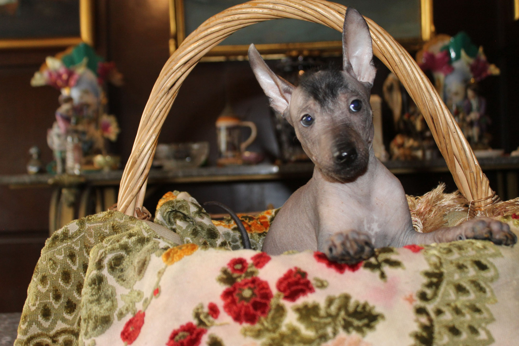How Many Xoloitzcuintle Dogs Are in Mexico?
