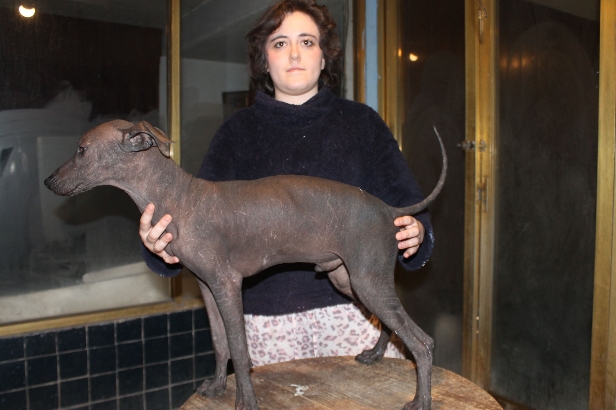 Coco, el hermoso ejemplar de Xoloitzcuintle de Xolos Ramírez ⚡