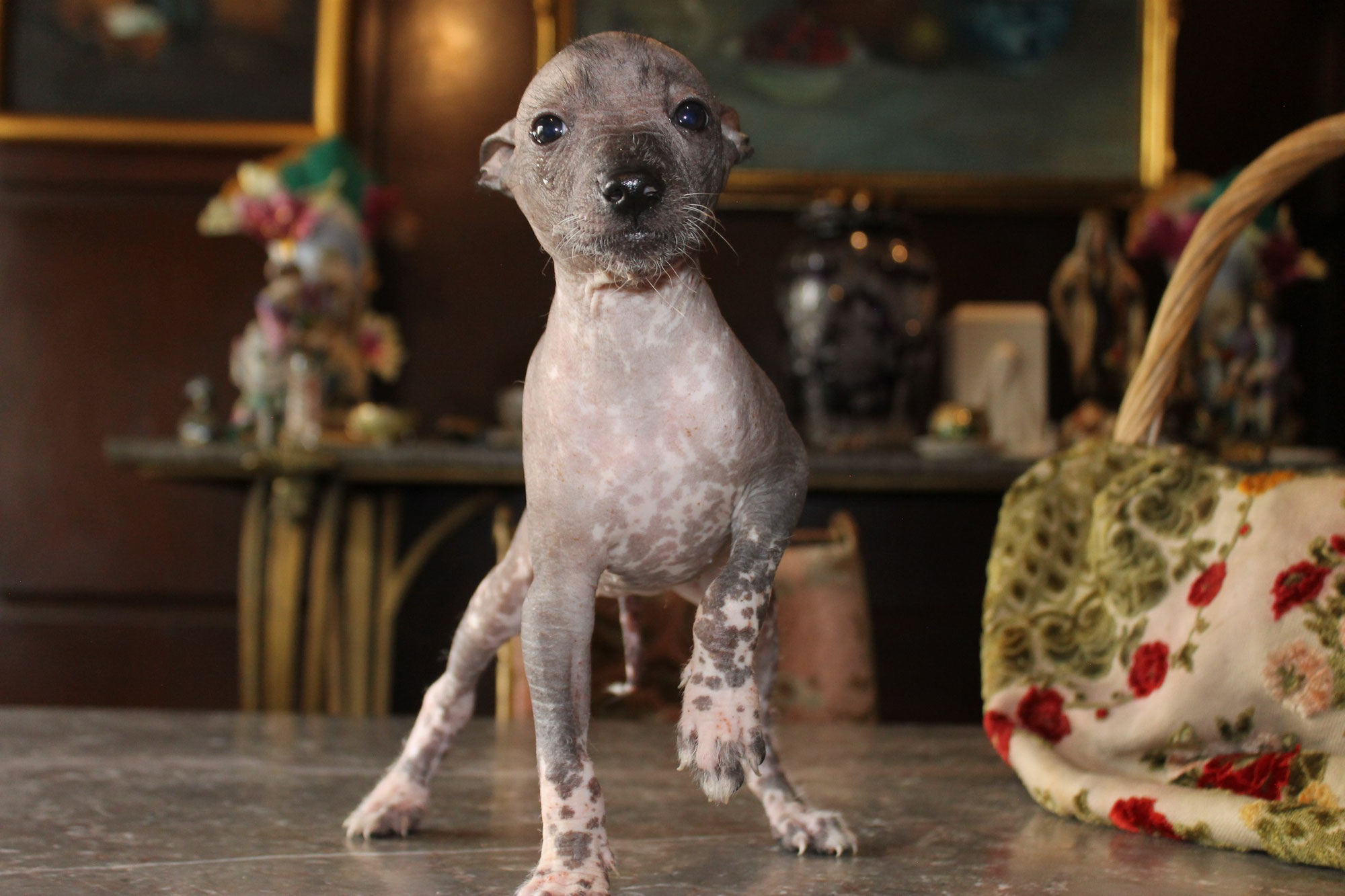 Descubriendo Personalidades Caninas: La Tierna Evolución de los Xoloitzcuintles en Criadero Xolos Ramírez