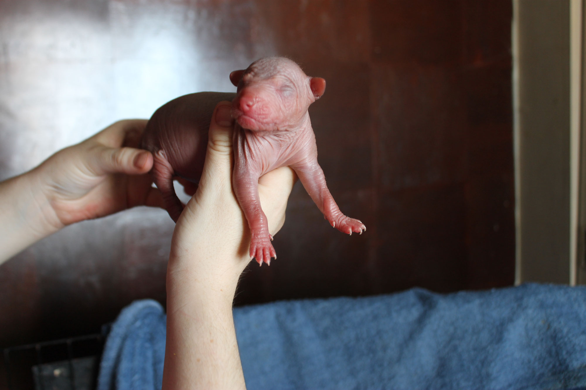 Un Cálido Legado: El Nacimiento de Ixchel y Caeli en el Criadero Xoloitzcuintle de Xolos Ramírez