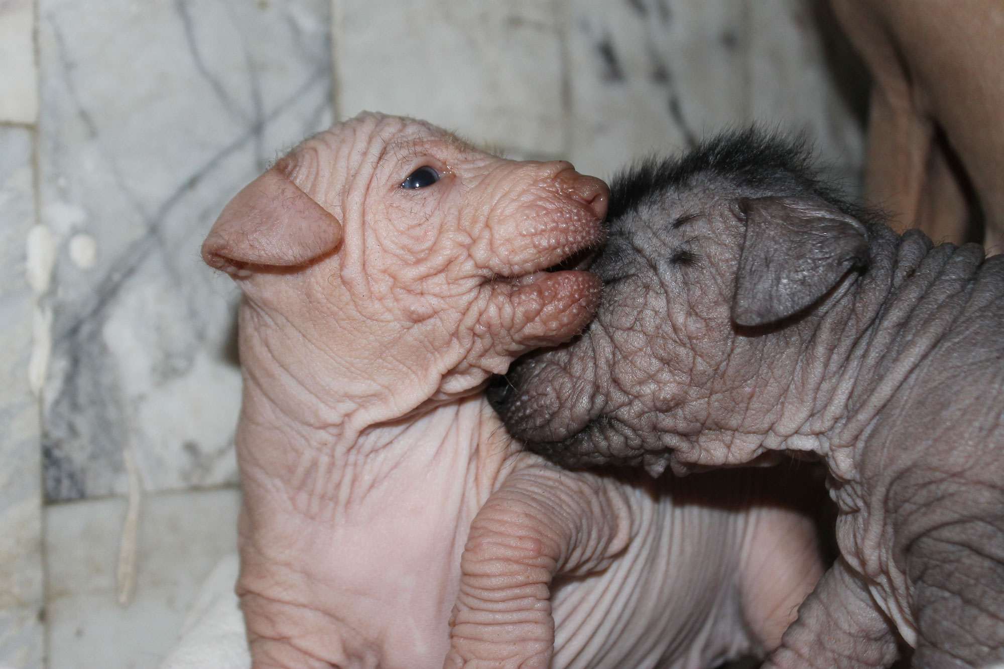 Un Vistazo Íntimo a la Vida de Venecia y sus Cachorras Xoloitzcuintles: Amor y Crianza en Criadero Xoloitzcuintle | Xolos Ramirez