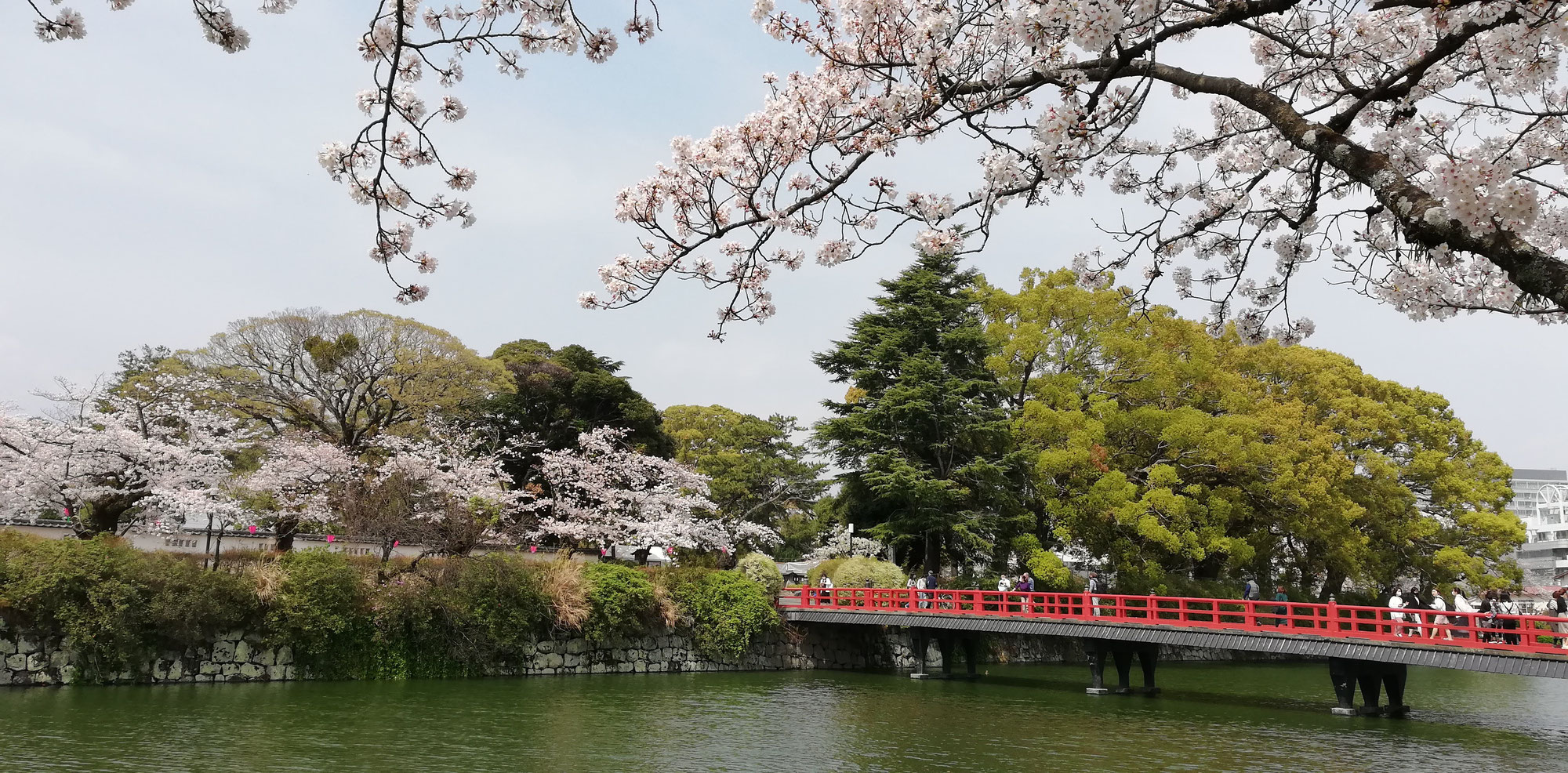 Cherry blossom culture for Japanese people, Part II