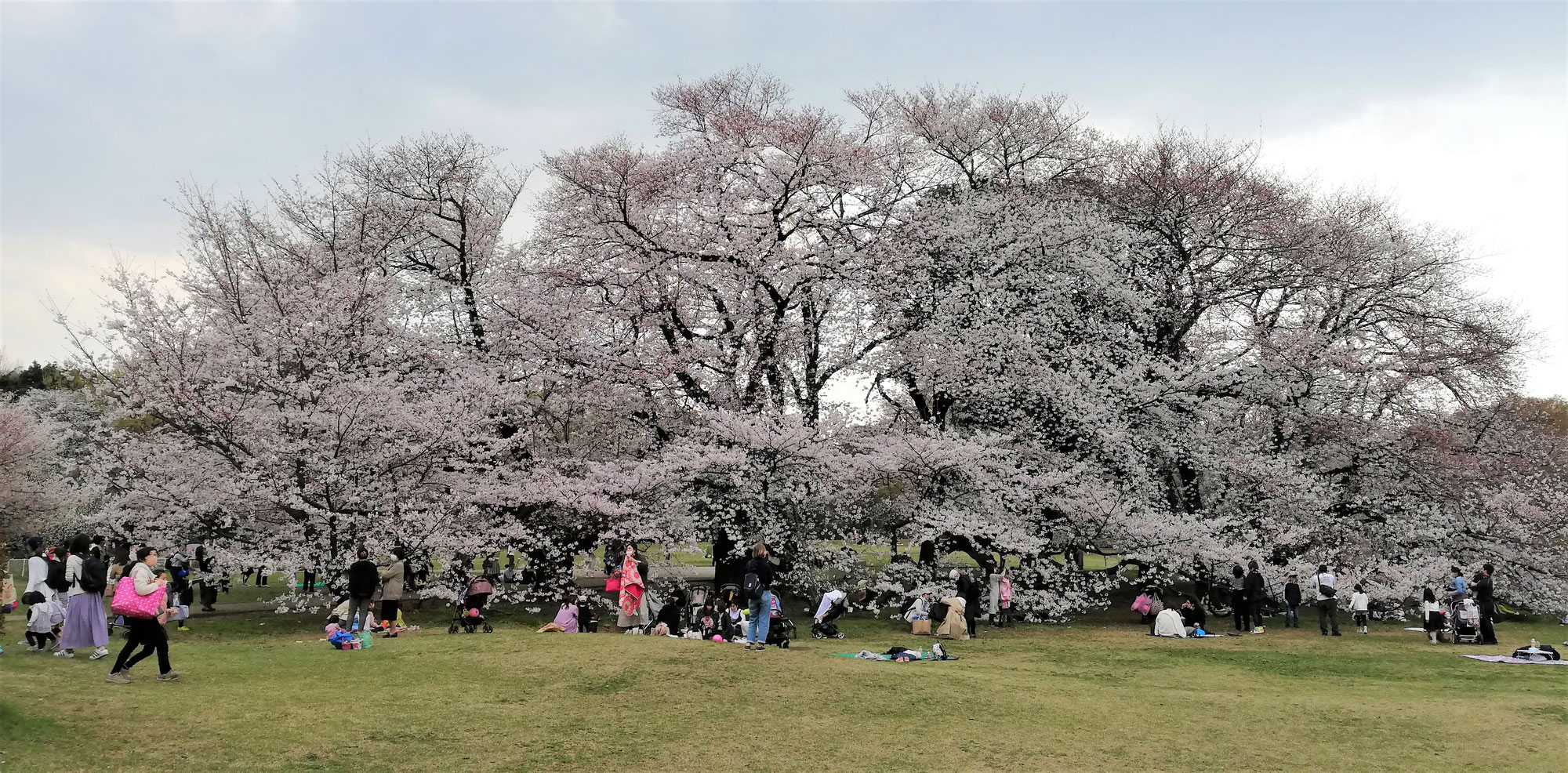 Cherry blossom culture for Japanese people, part I