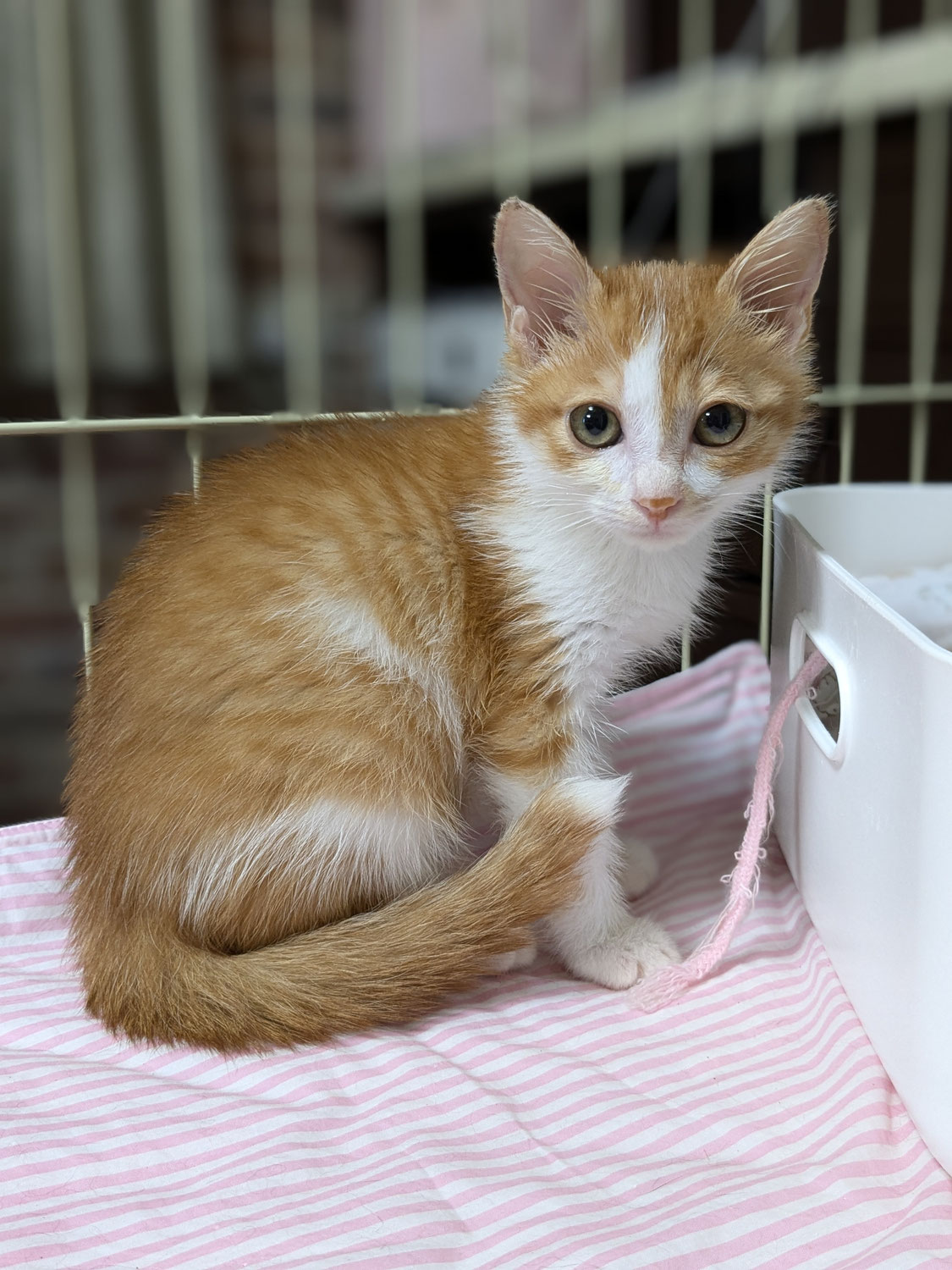 子猫の大ちゃん☆