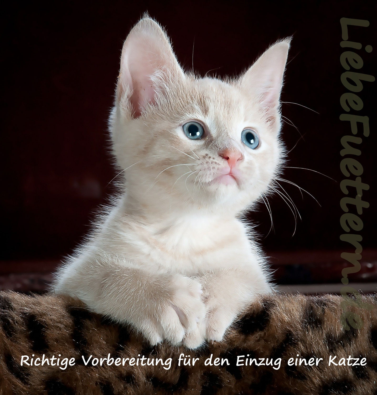 Die richtige Vorbereitung für den Einzug einer Katze