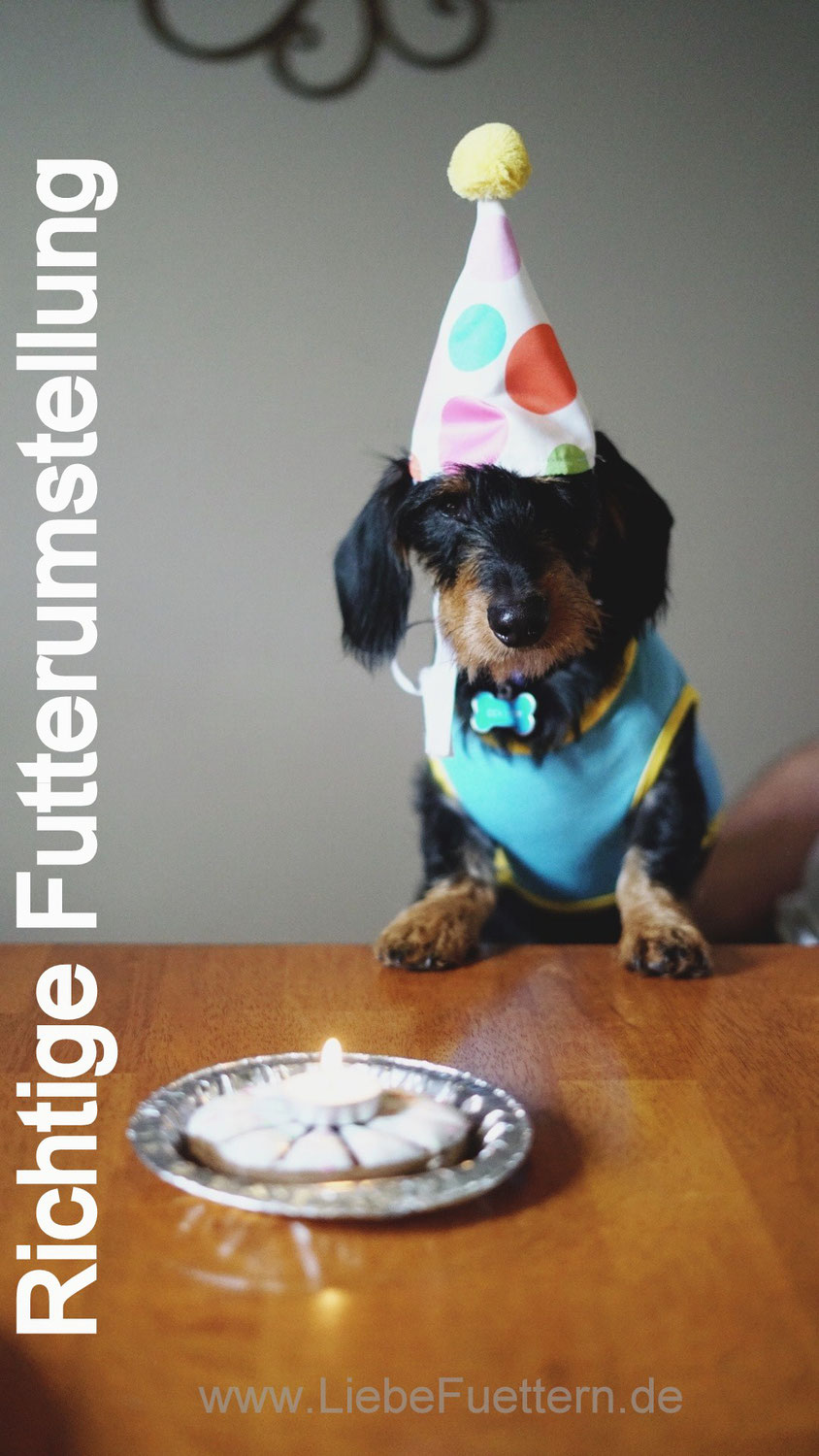 Tipps Fur Mensch Und Tier Von Reico Hempmate Und Emmi Pet Reico Vertriebspartner Artgerechtes Naturbelassenes Gesundes Futter Fur Hunde Katze